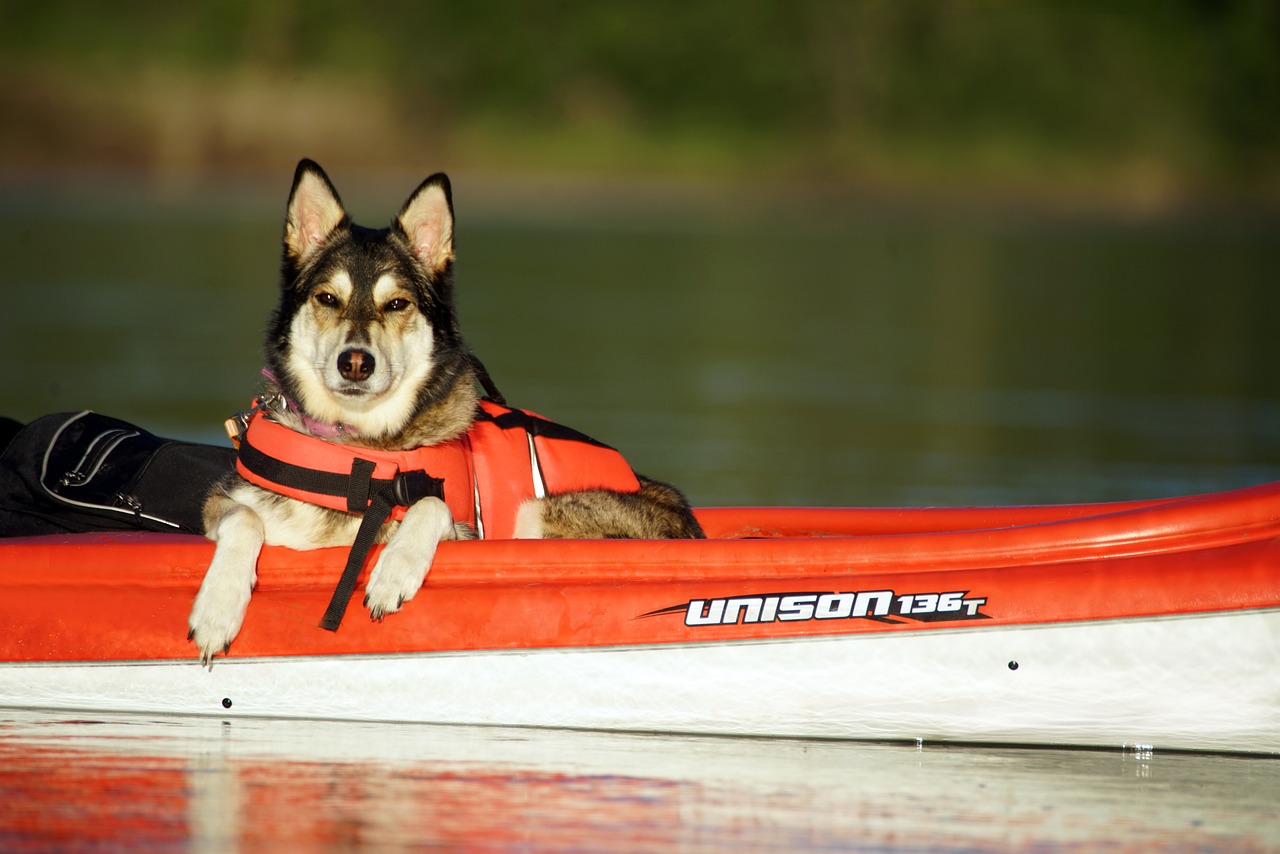 Foto 4-perro en un kayak-Pixabay-Lugares de Aventura