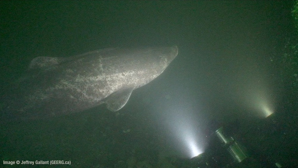 Greenland Shark Researc
