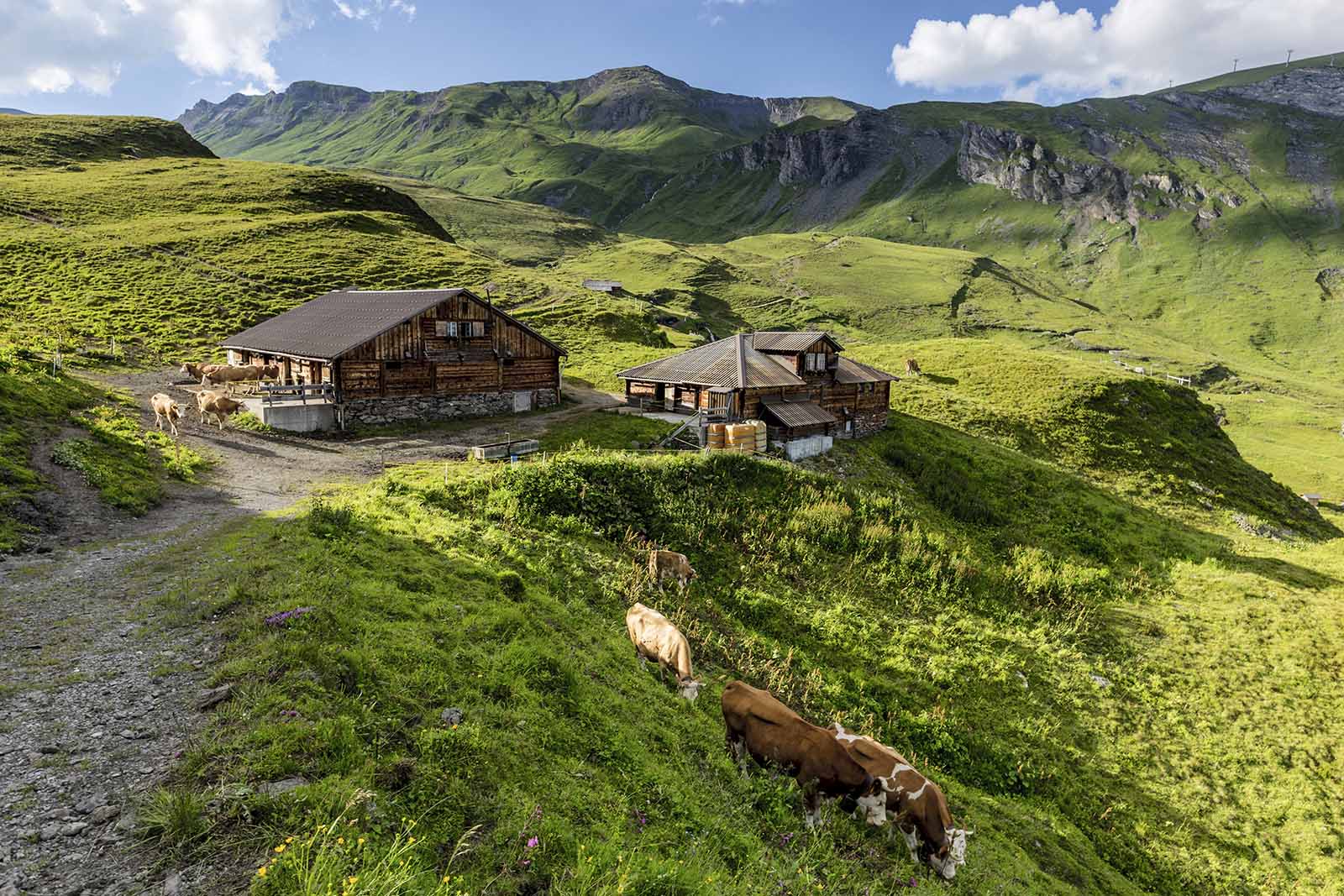  Grindelwald-Bachalp_©_Switzerland_Tourism_Jan_Geerk copia.jpeg