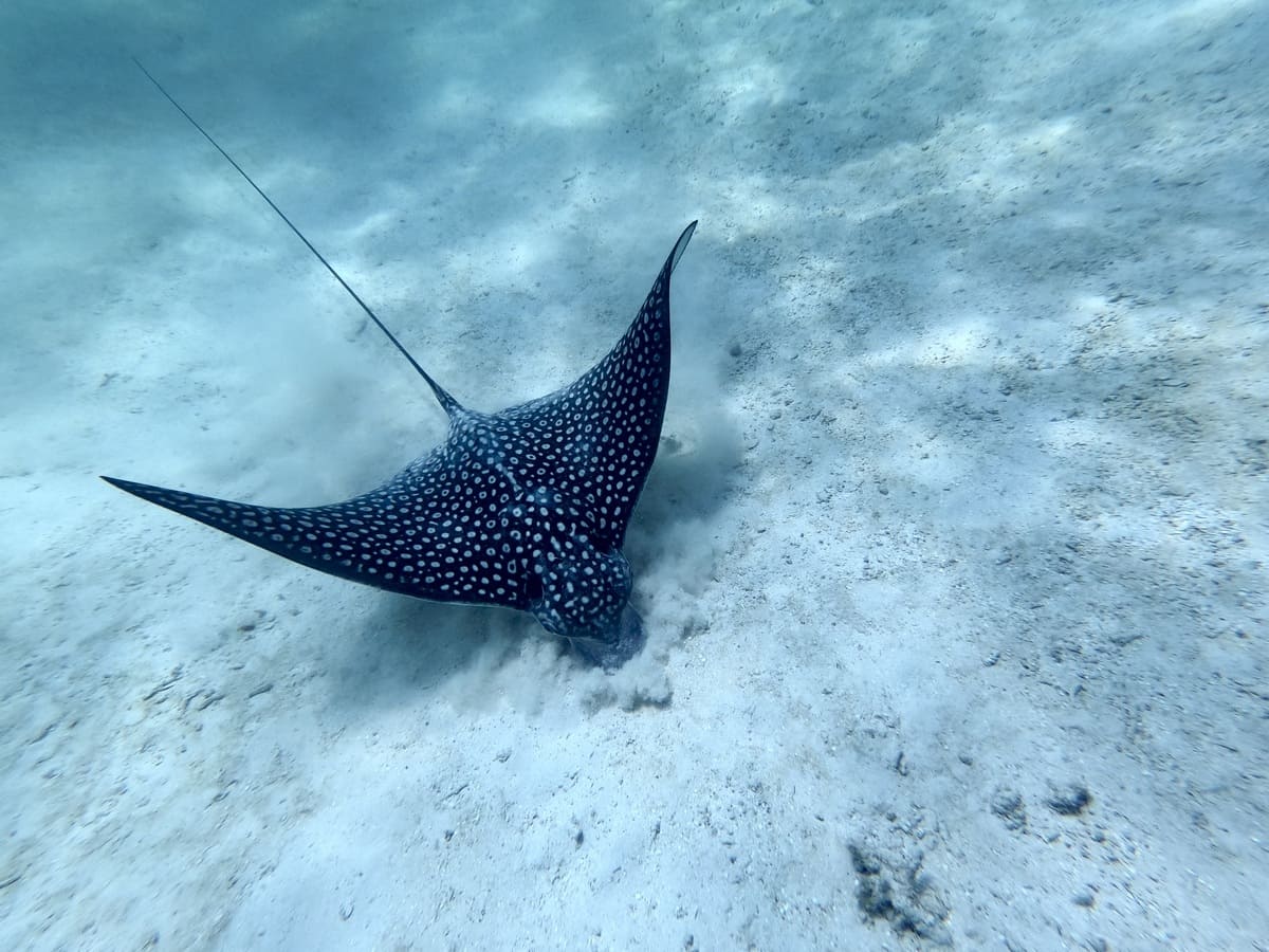 Las sorpresas que depara una mañana de buceo en Riviera Maya-Viajes Soltour