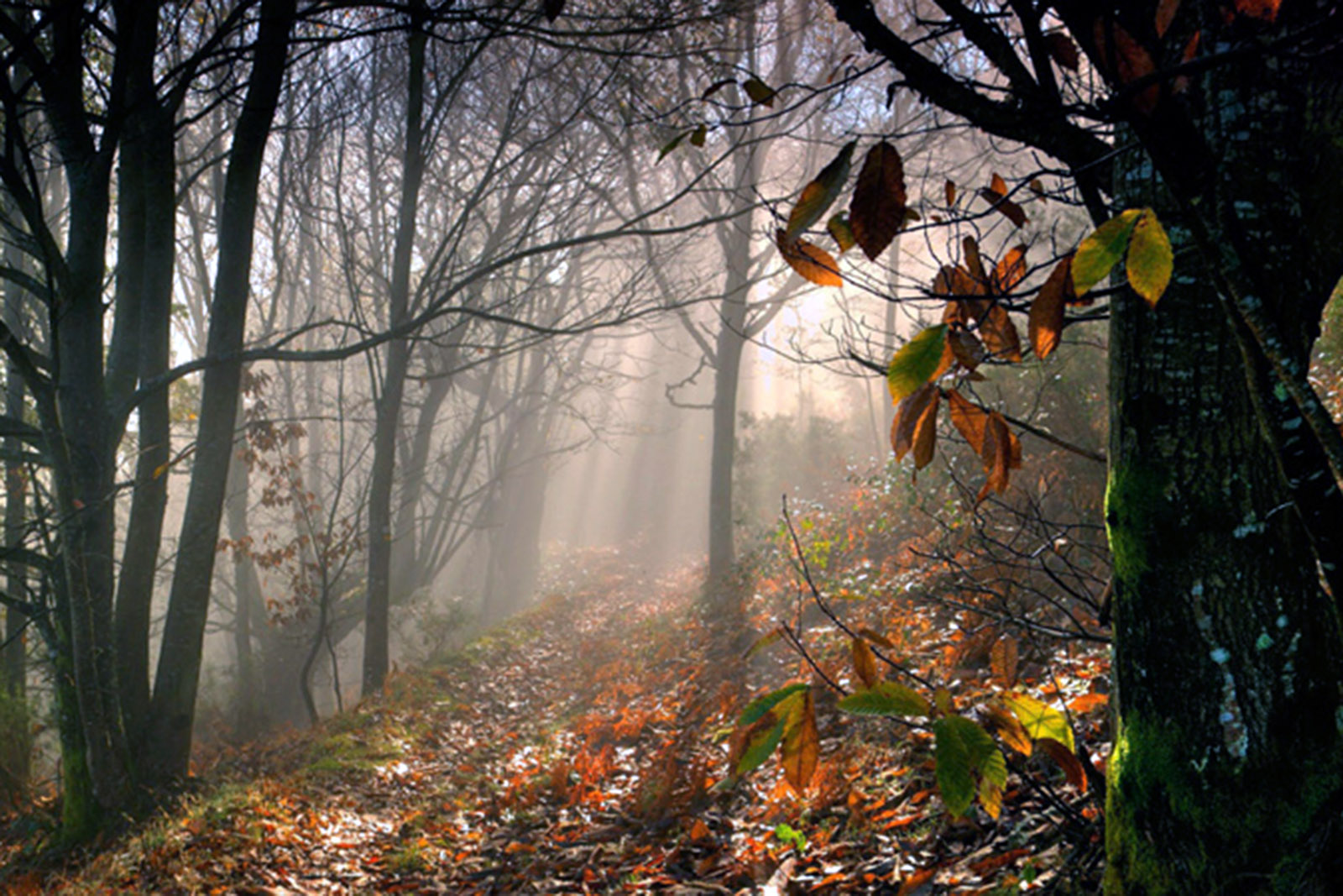 Oscos-arboles-turismo-astirias.jpg 