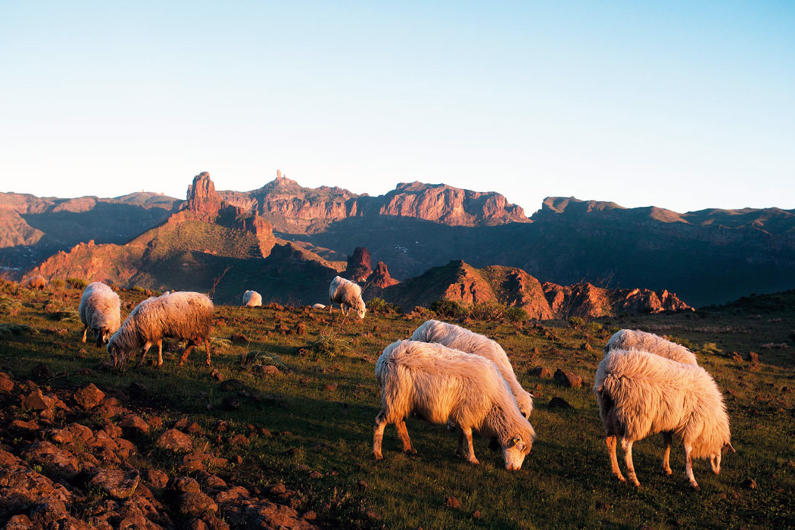 Ovejas_Artenara-gran-canaria-lugares-de-aventura.jpg