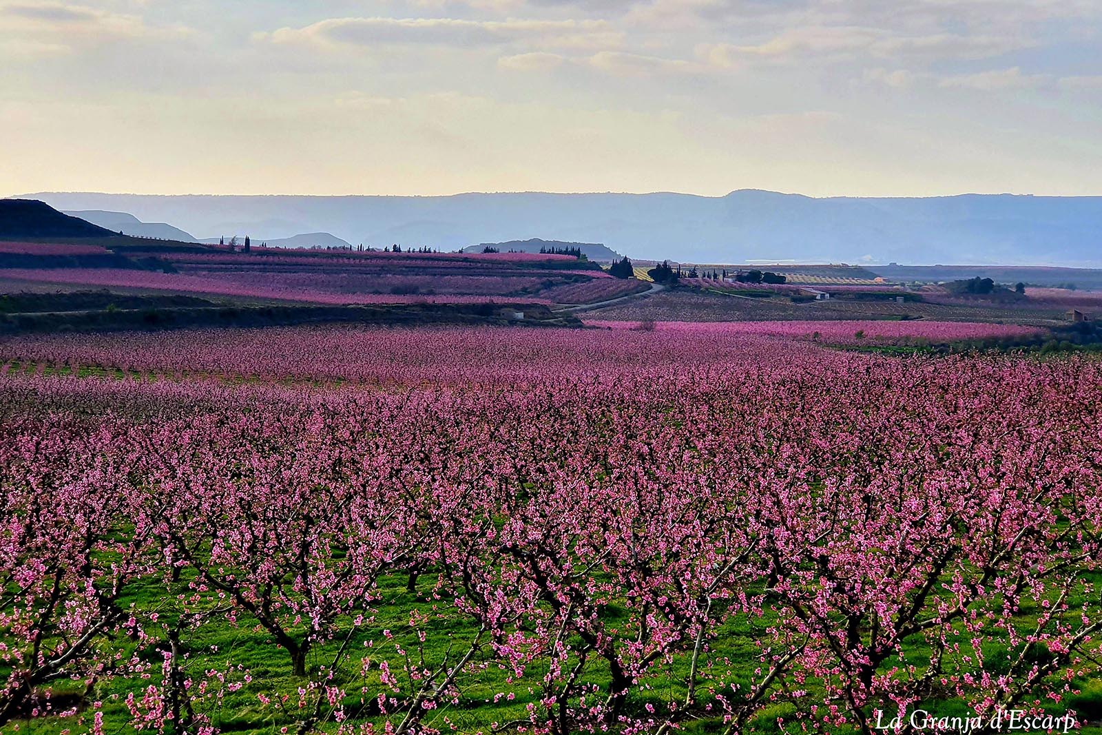Paisatge rosa-La Granja d_Escarp.jpg