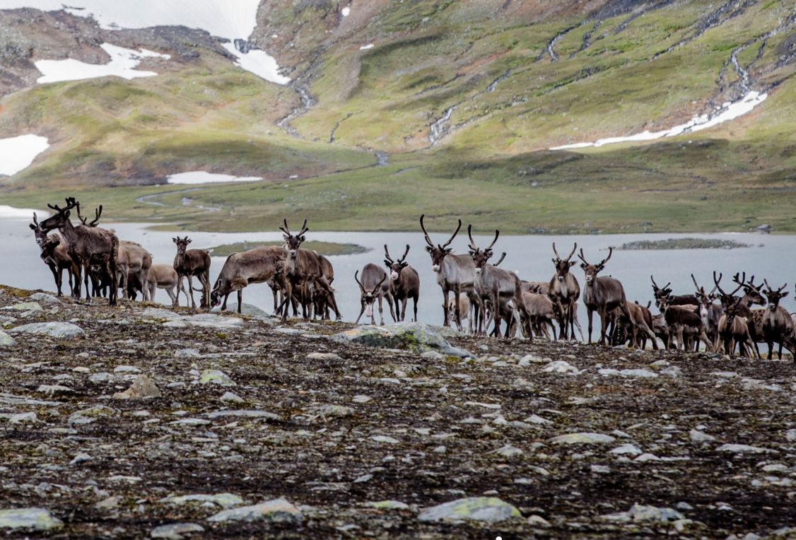 Parque Nacional de Padjelanta-foto-Carl-Johan Utsi-lugares-de-aventura.jpg