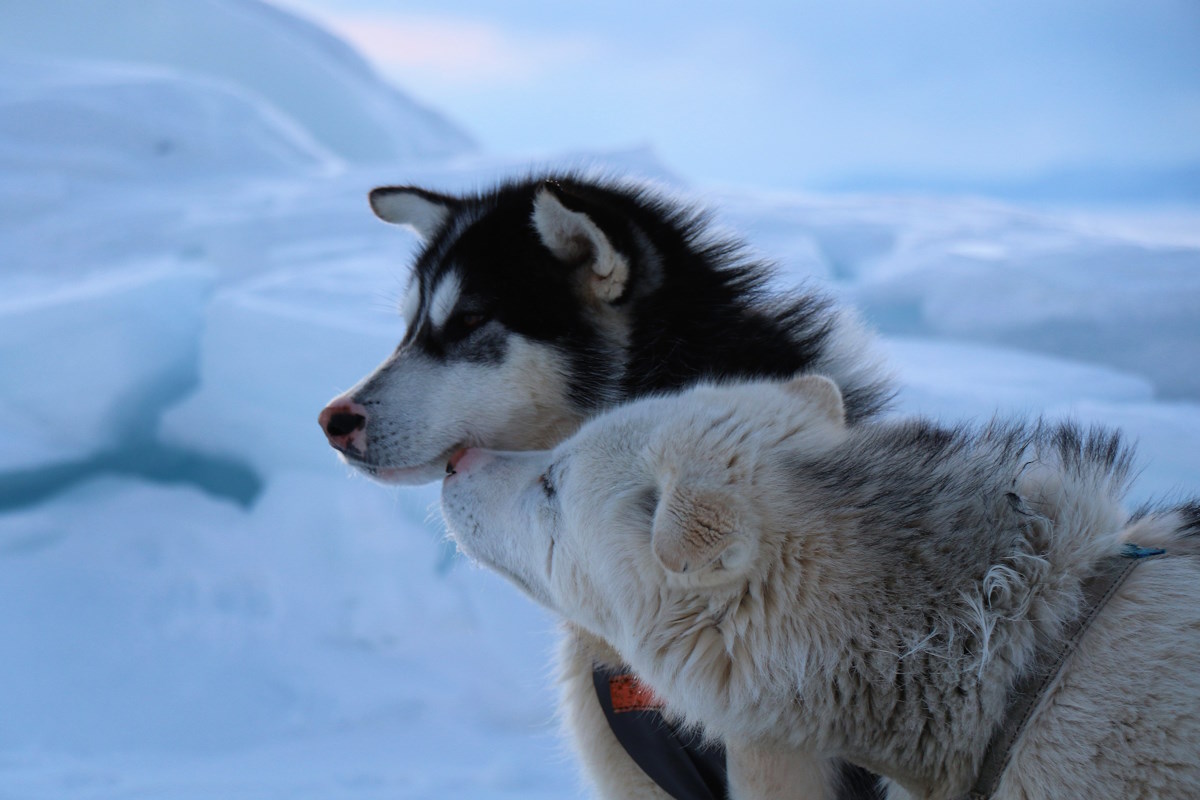 perros groenlandeses