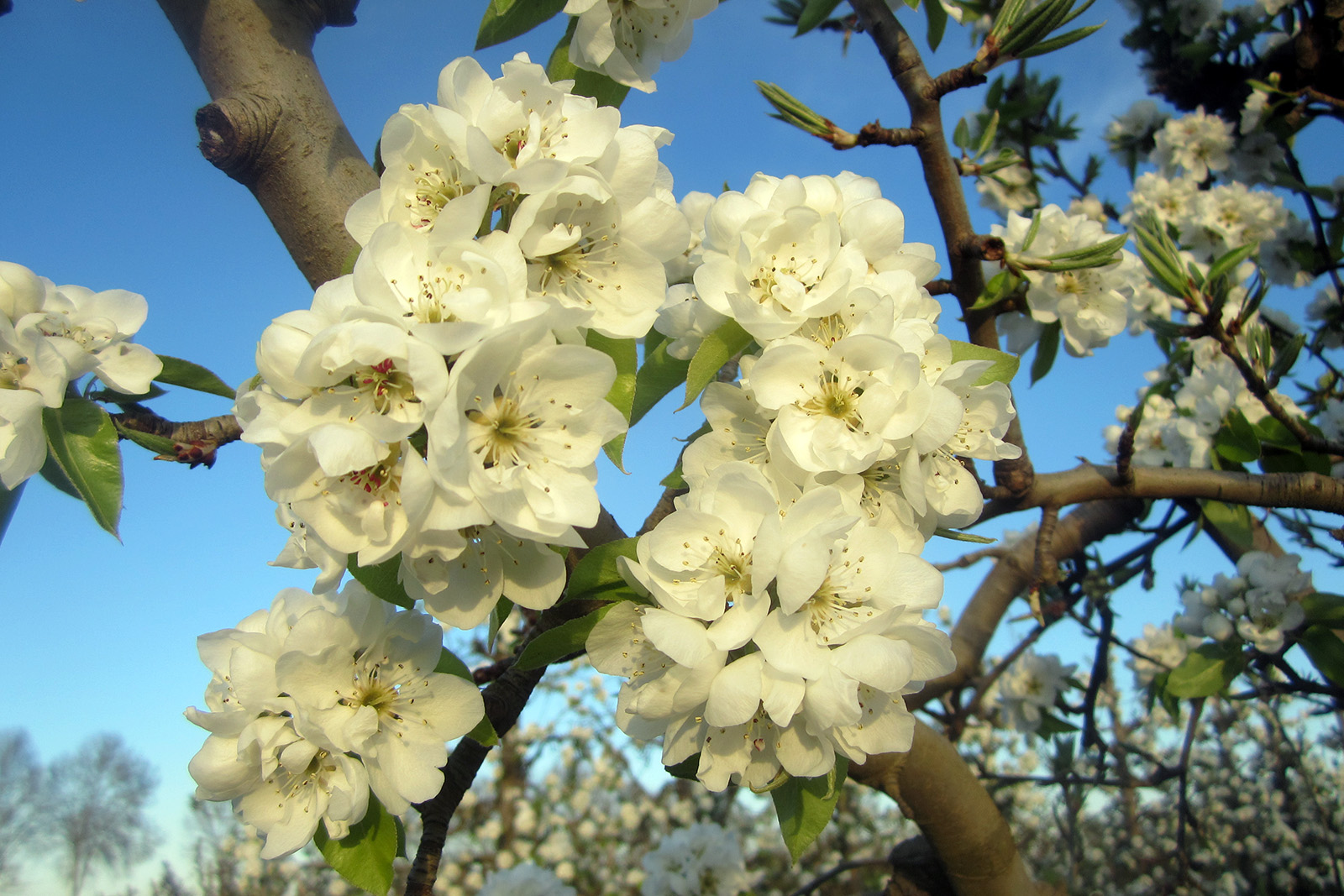Pom de flors-Montoliu de Lleida-Marta-Mòdol.jpg