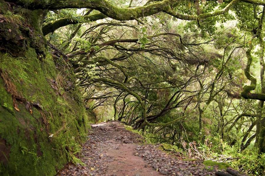 Laurisilva de Madeira