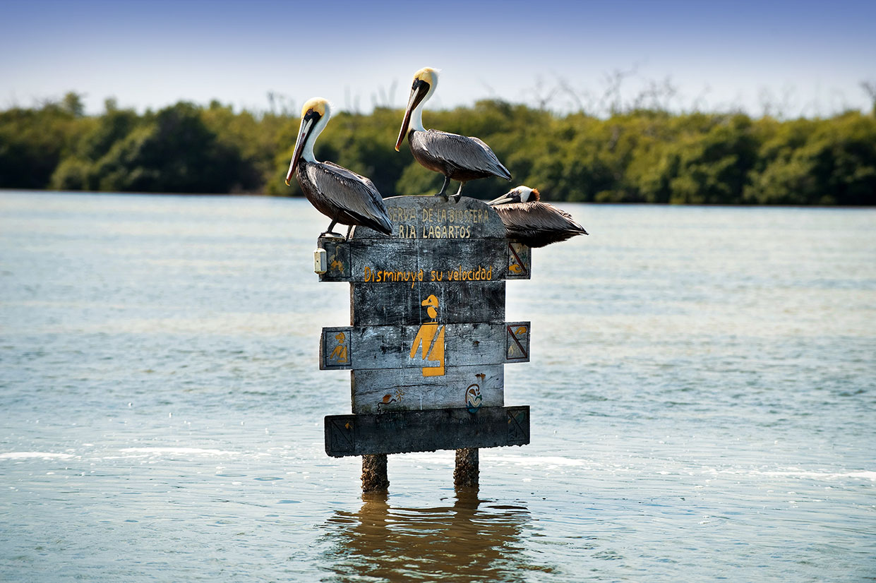 PuertoMaya-Fauna-Pelícanos-Reserva-RíaLagartos-02
