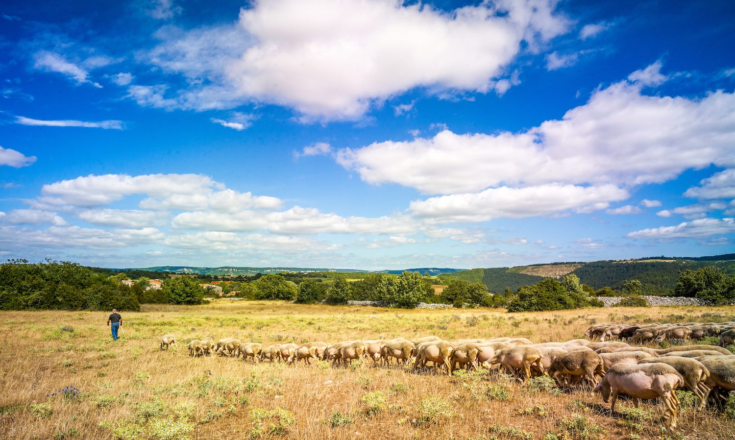 Rebaño-ovejas-sur-Larzac-lugares-de-aventura- ©D.Viet