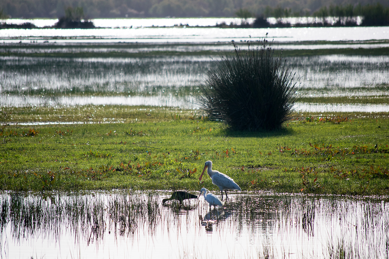 Reserva-de-la-biosfera-de-do§ana-aves-shutterstock.jpg