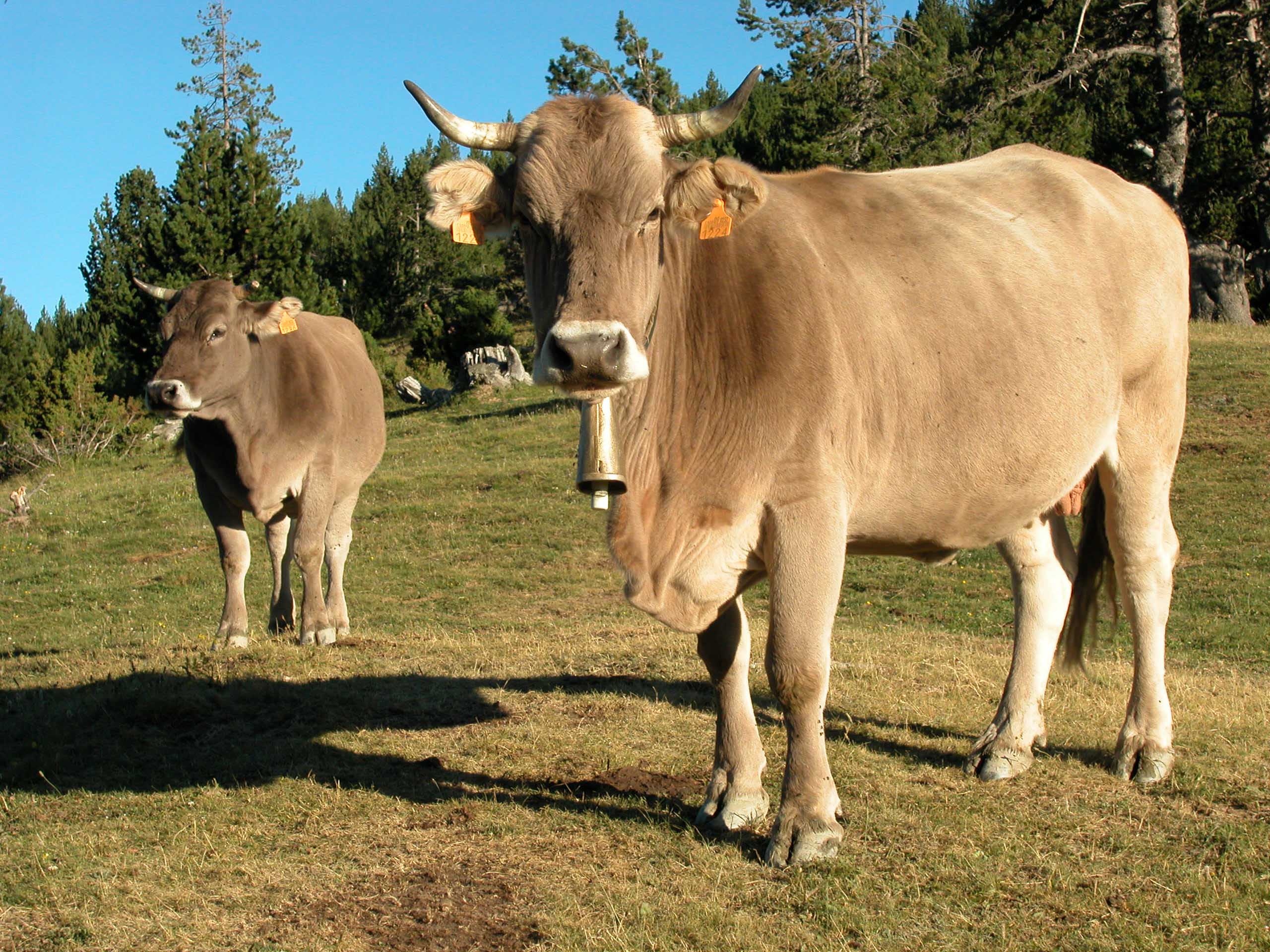 Vaca bruna. Arxiu Parc Natural de l'Alt Pirineu.jpg 