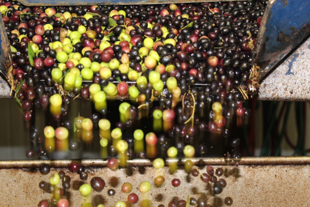 La materia prima del aceite de Les Garrigues. Foto Ara Lleida