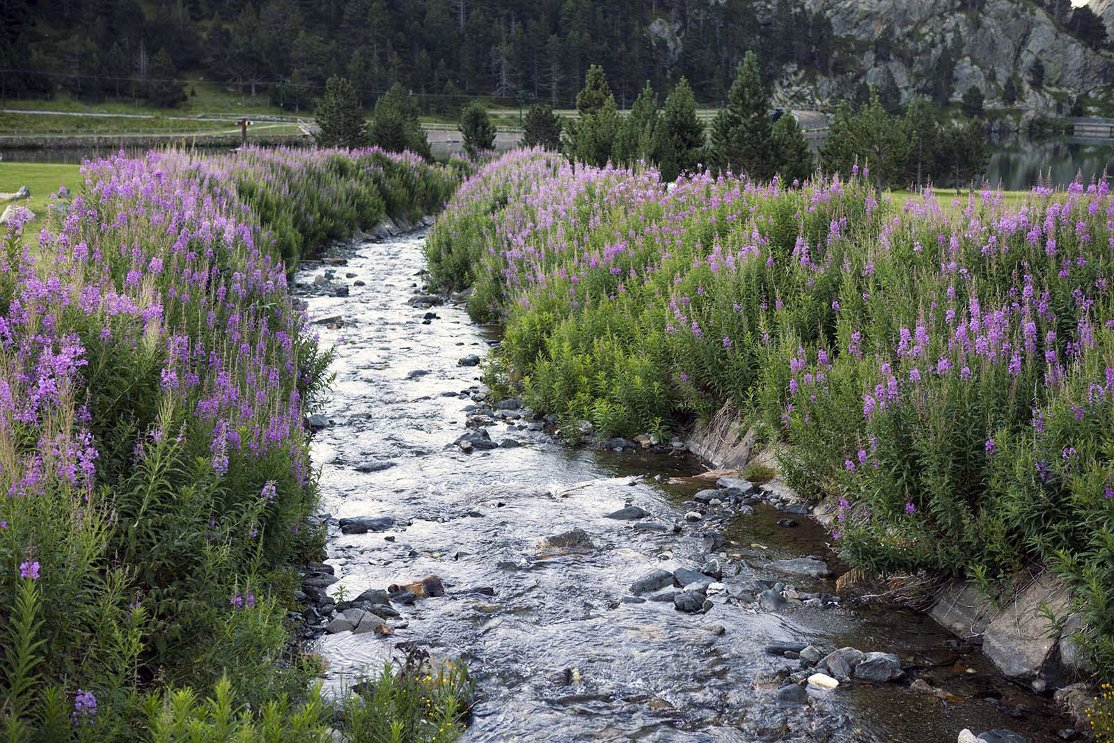 agua-flores-vall-de-nuria-lugares-de-aventura.jpg