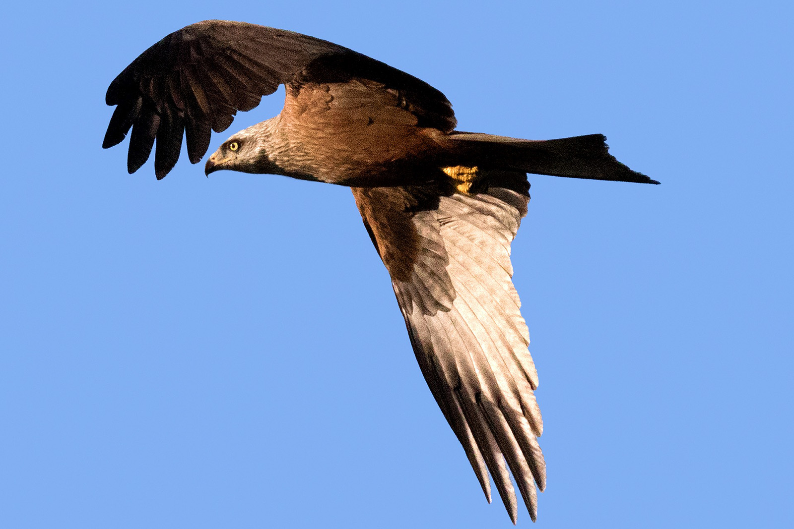 doñana-aguila-imperial