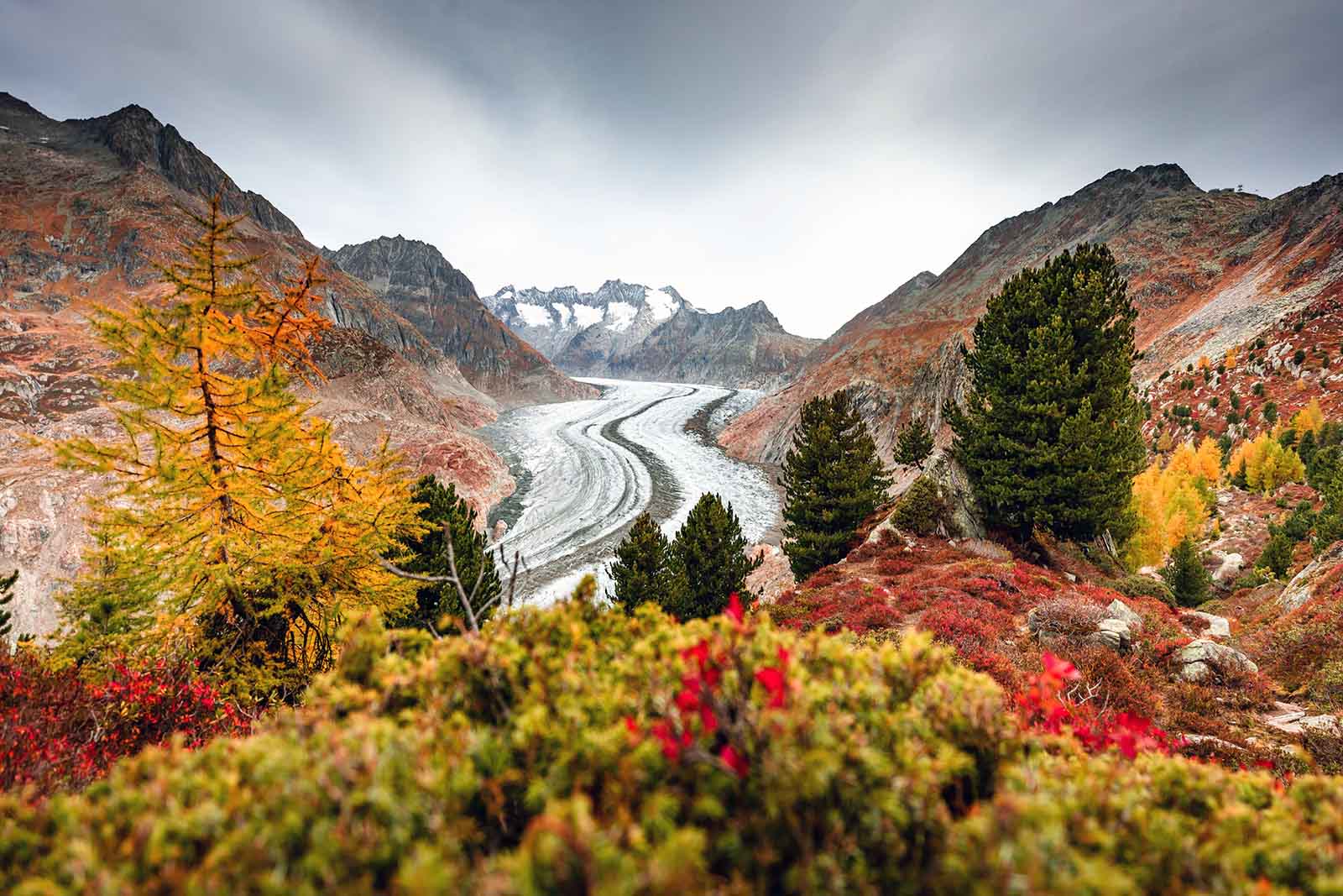 aletschwald-herbst-riederalp-sommer-aletsch-arena_0.jpg 