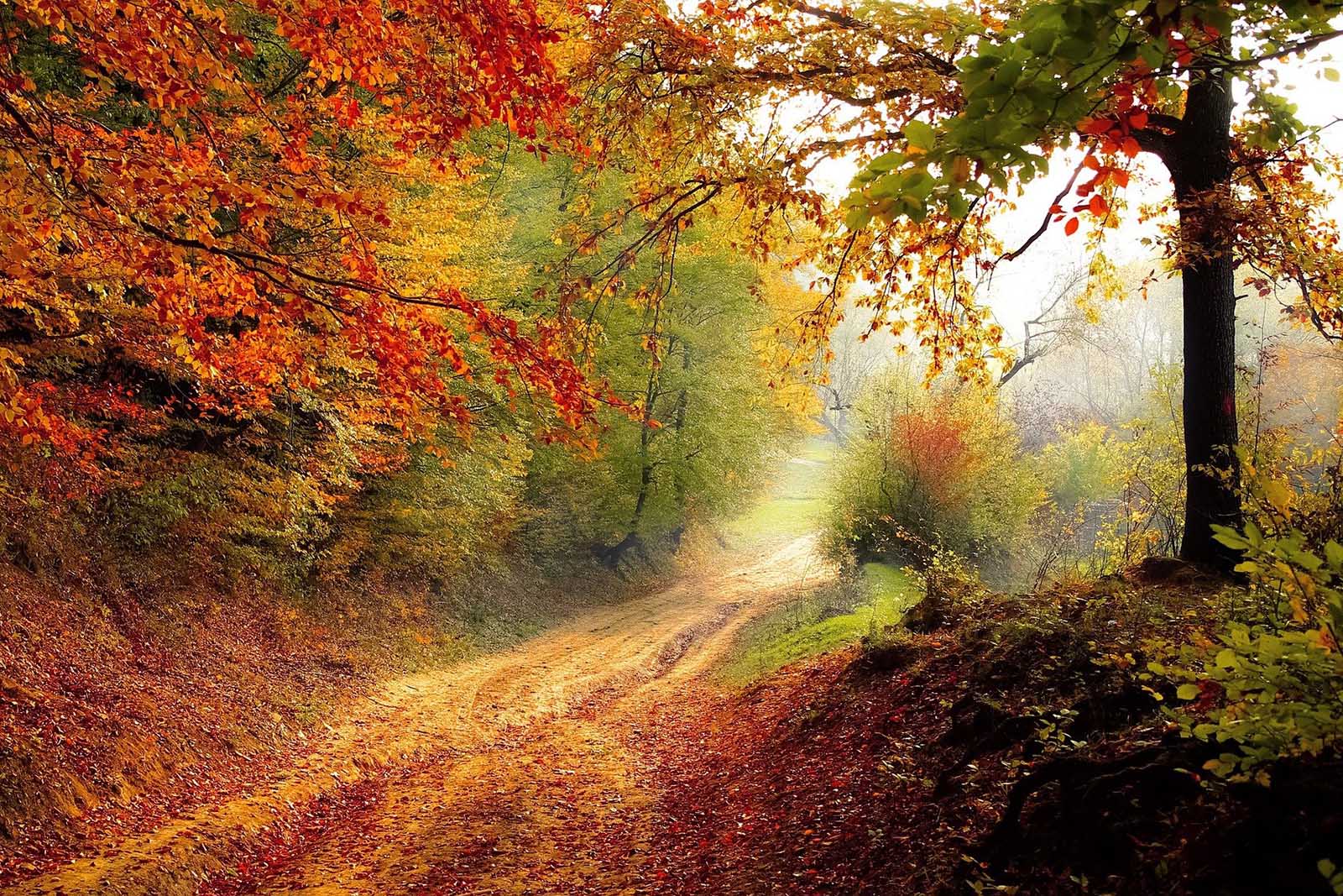 arboles-otoño-pixabay.jpg