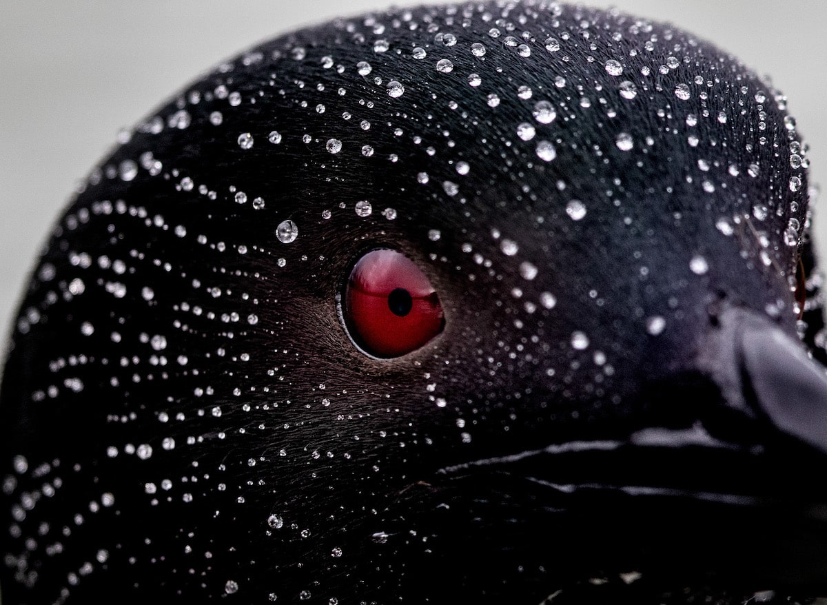 bird-photograph-of-the-year-winners-5.jpg