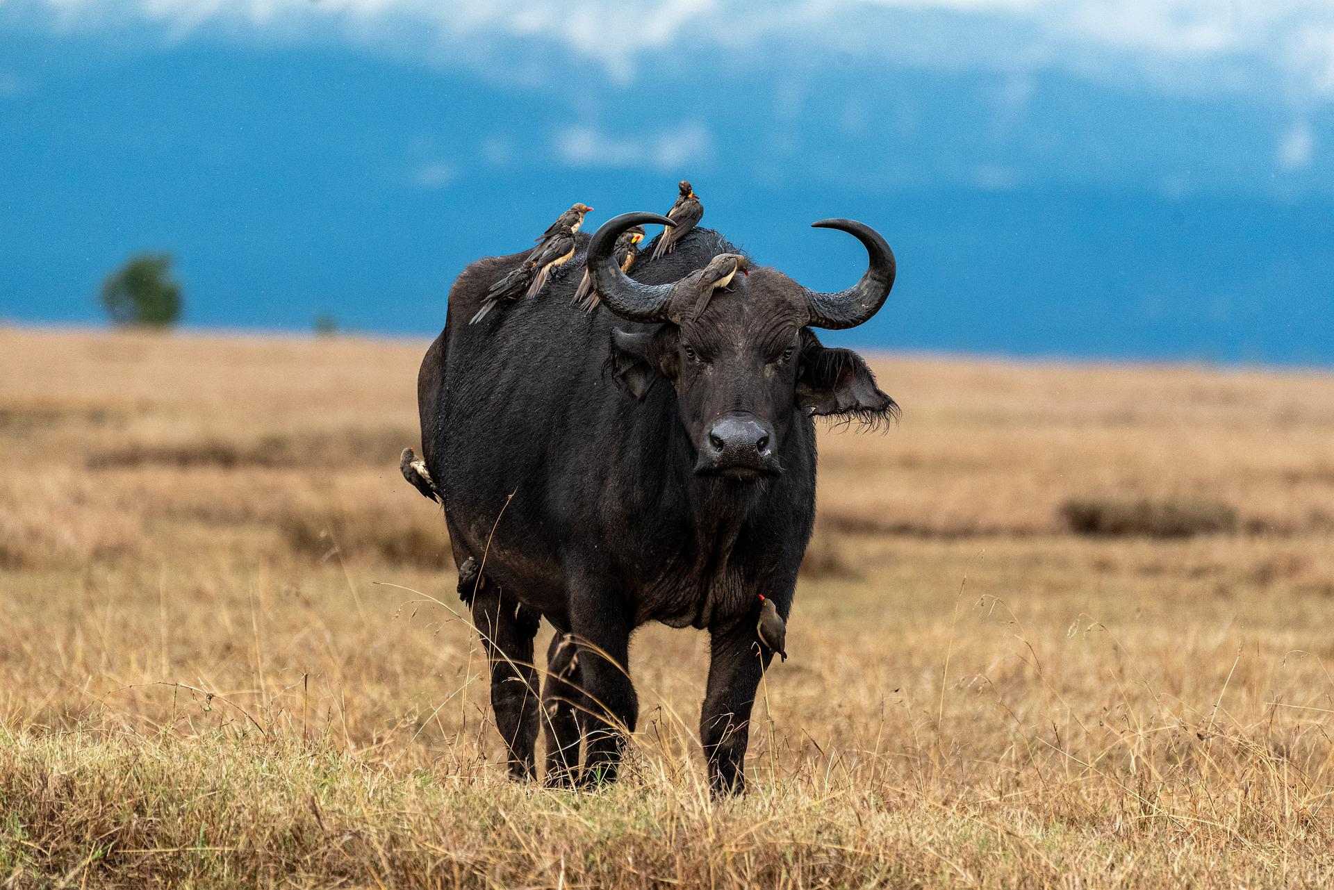 bufalo