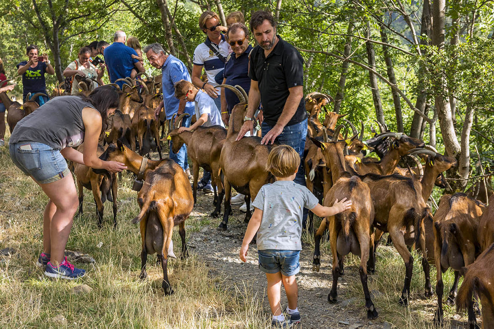 cabras-queseria-taull-fotografia-arxiu-del-patronat-de-turisme-de-la-vall.de-boi-autor-oscar-rodbag(22).jpg