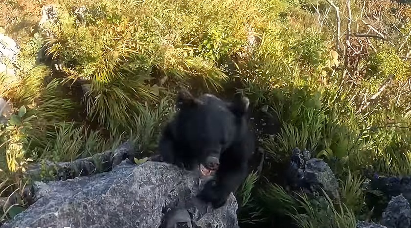captura ataque oso
