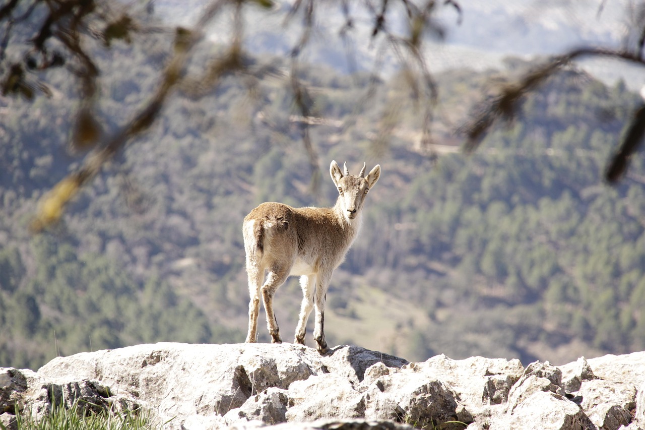 cazorla