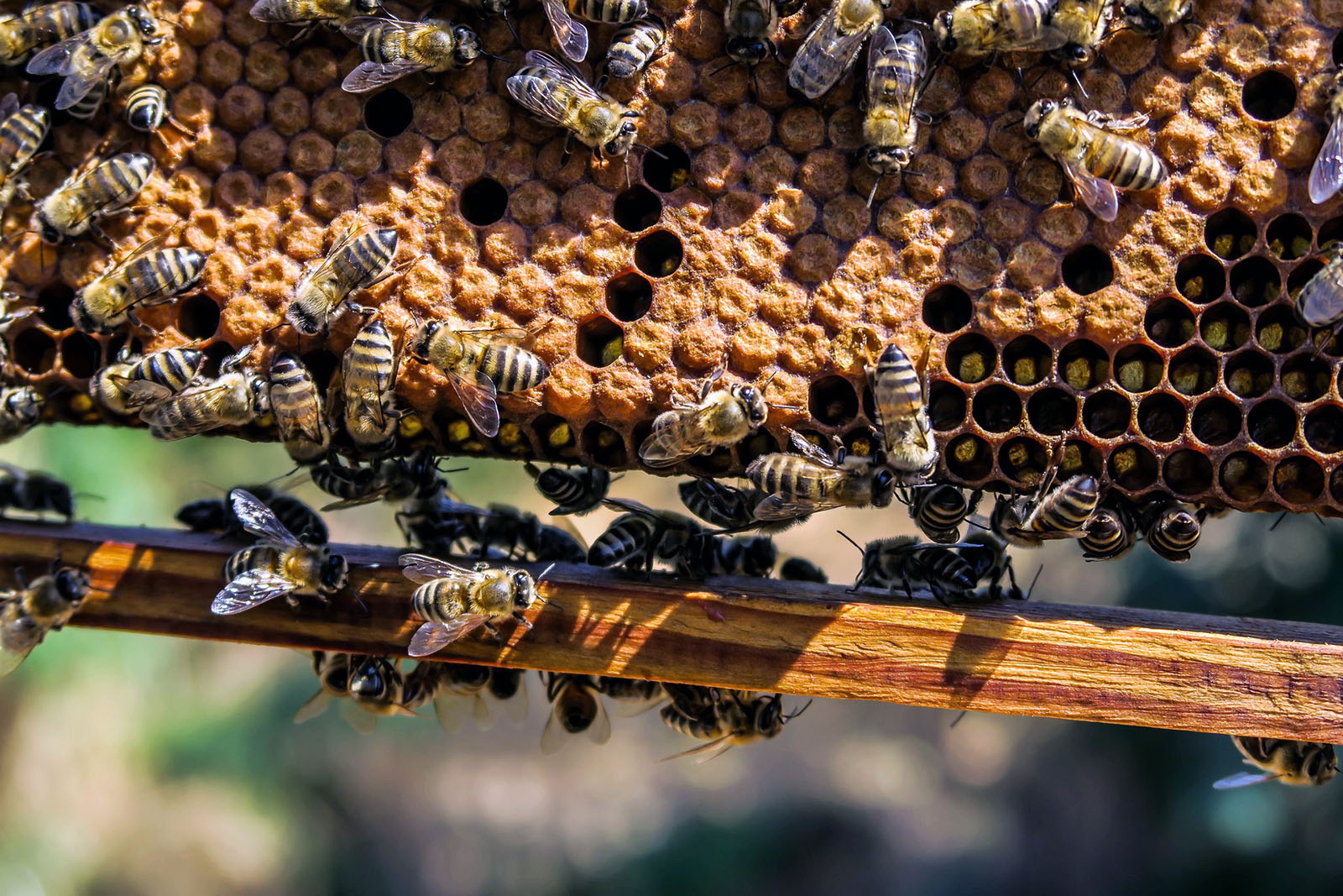 colmenar-abejas-pixabay.jpg