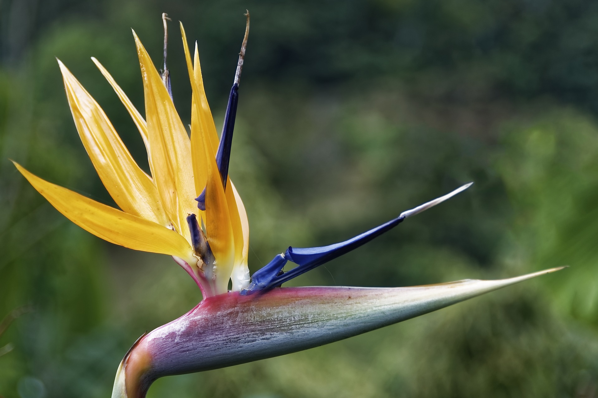 flor colombiana