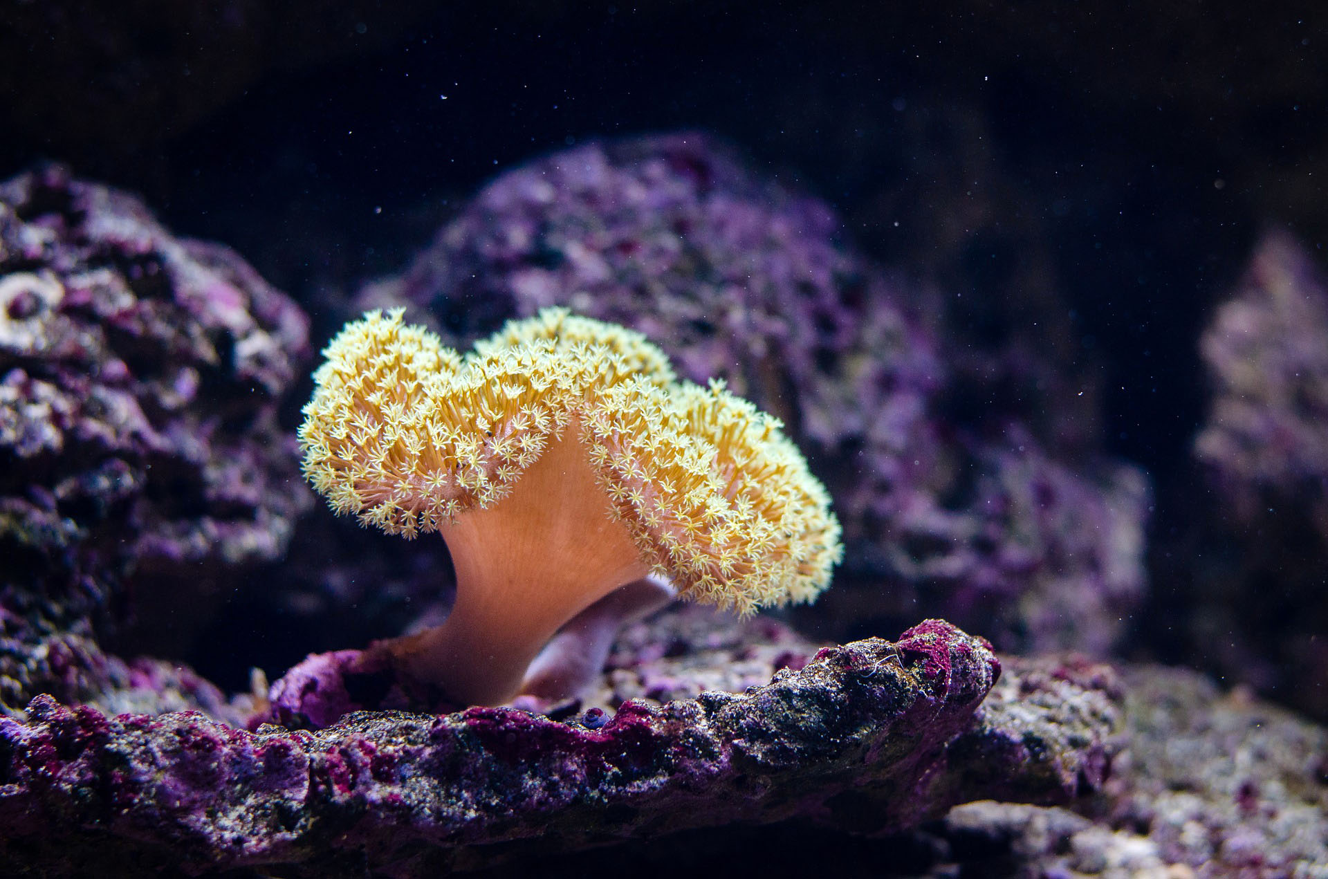 coral-pixabay.jpg