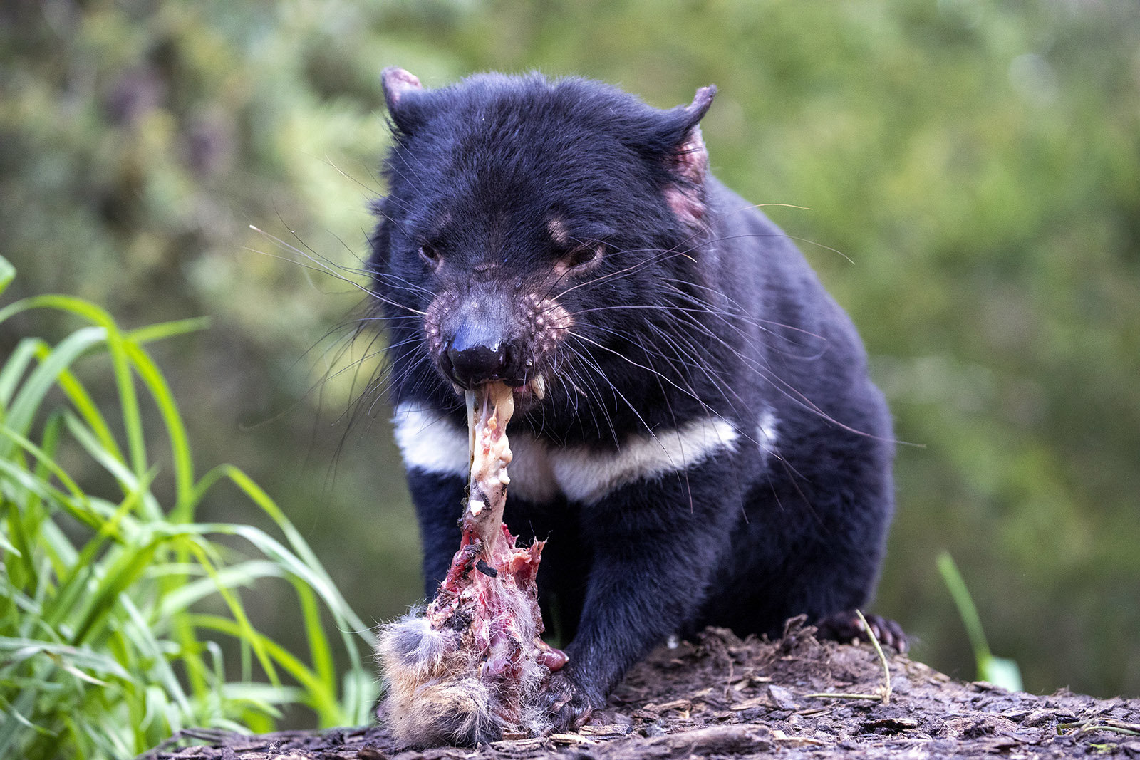 demonio-de-tasmania-comiendo.jpg