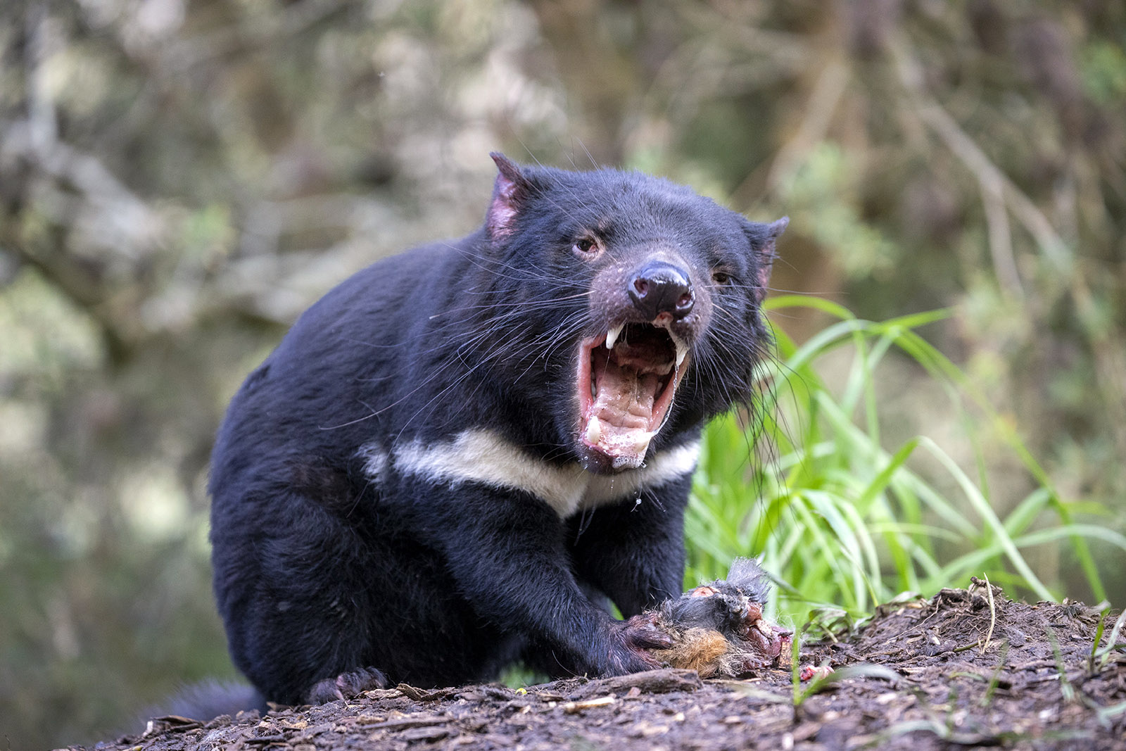 demonio-de-tasmania.jpg