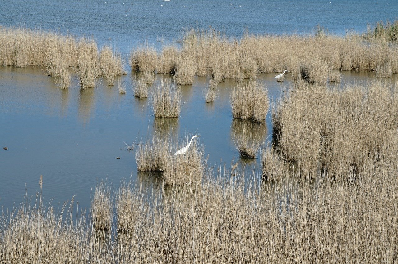 ebro