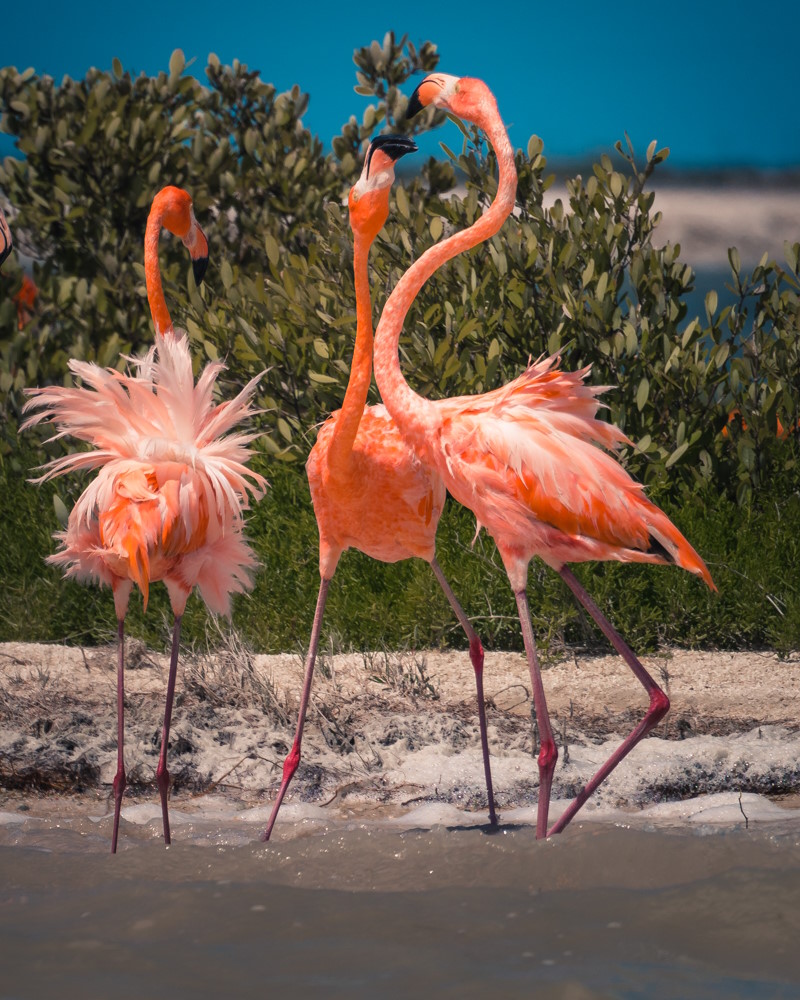 flamencos en Rio Lagartos