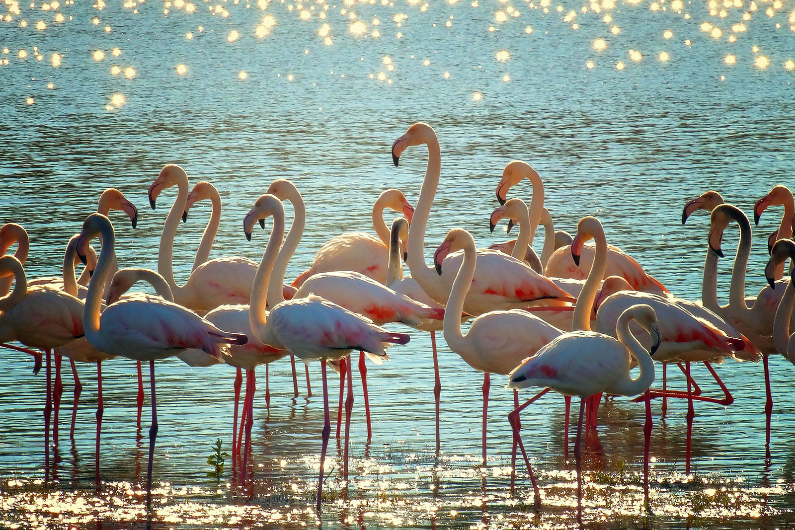 flamencos