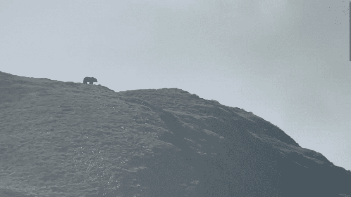 foto-1-oso-pardo-lugares-de-aventura