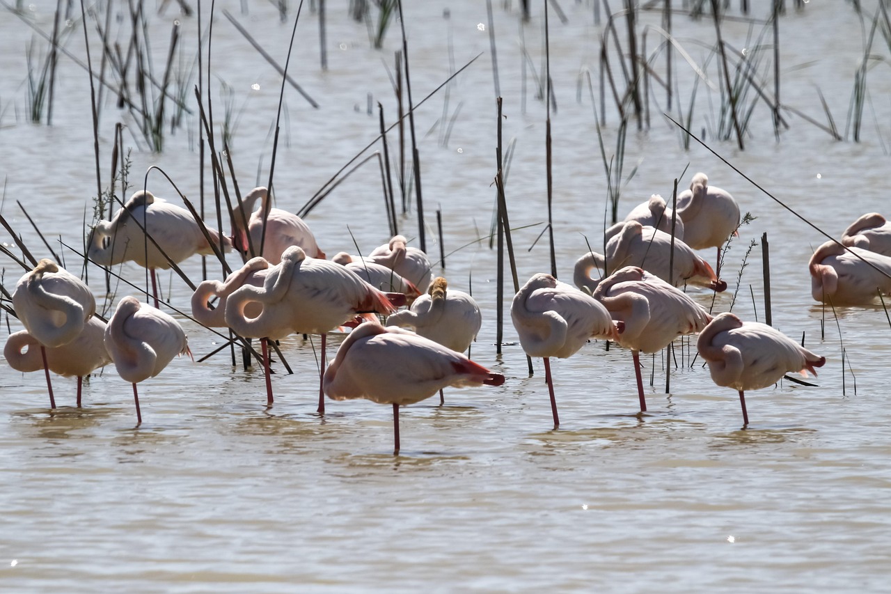 foto-3-flamencos-parque-doñana-lugares-de-aventura