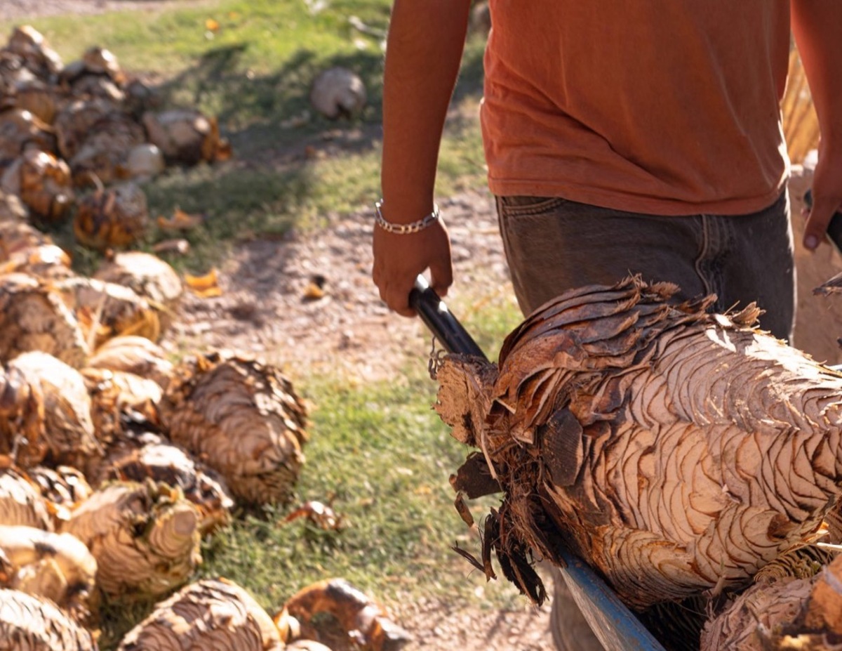 foto-4-produccion-sotol-lugares-de-aventura