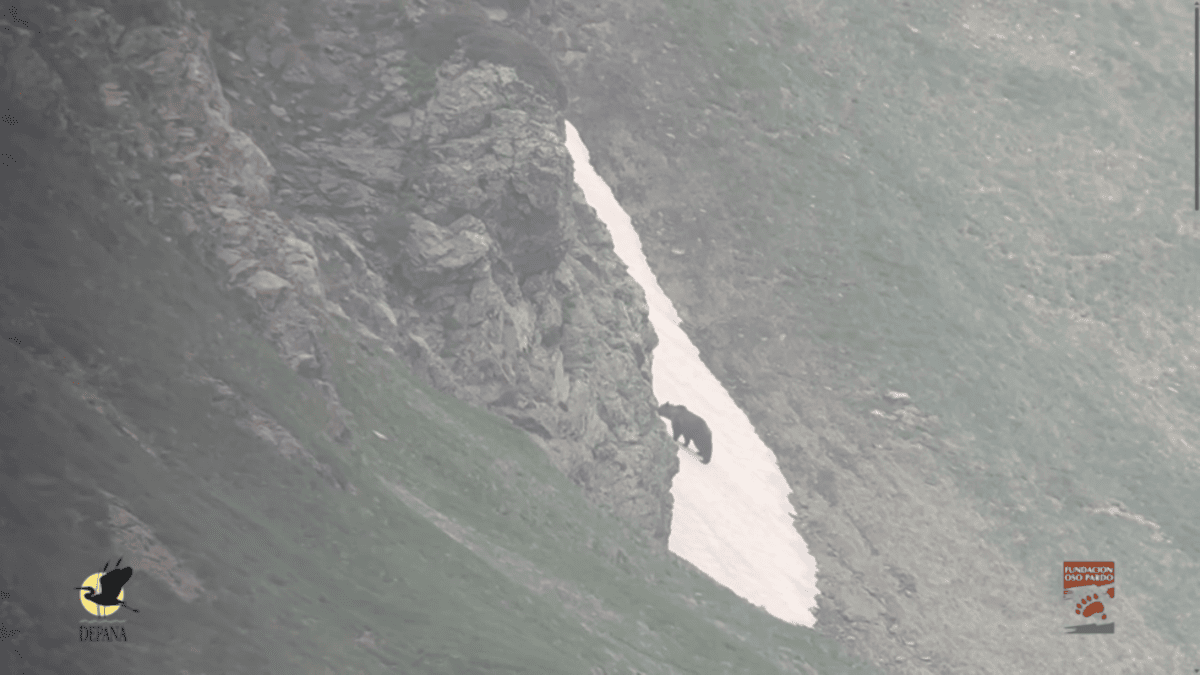 Un oso pardo avistado en la Val d'Aran en los últimos días. (Foto: DEPANA / Fundación Oso Pardo)