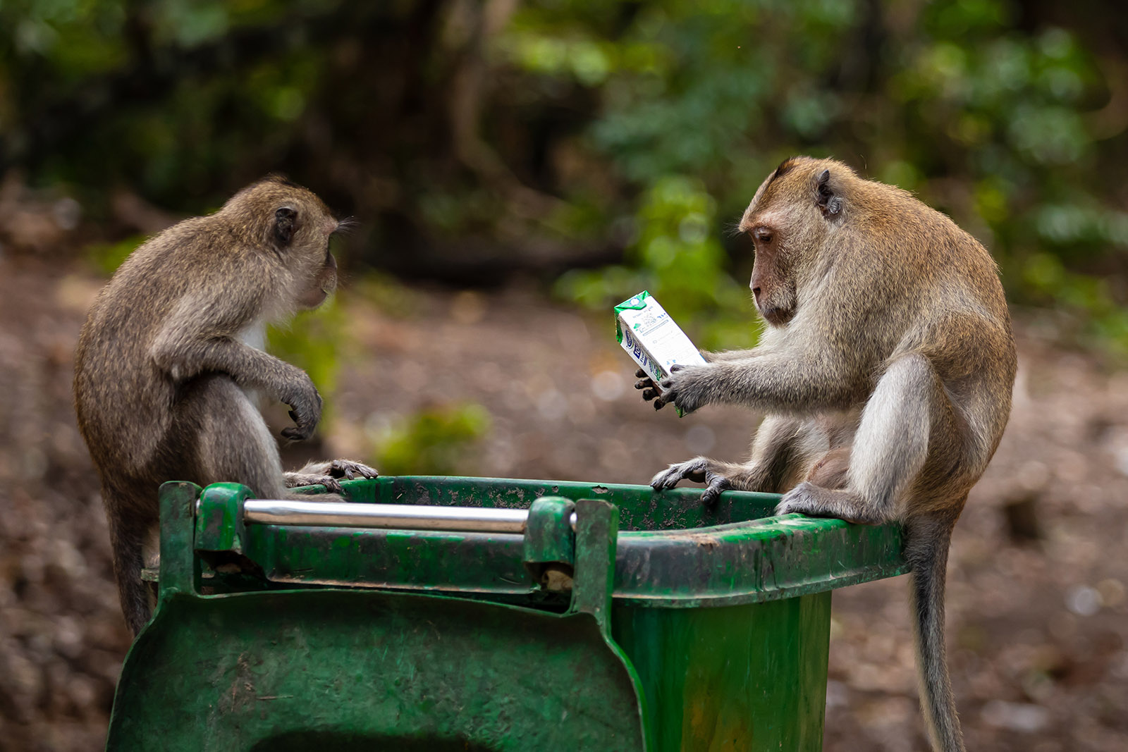 foto-reportaje-voluntarios-al-rescate-de-macacos-en-nepal AdobeStock.jpg