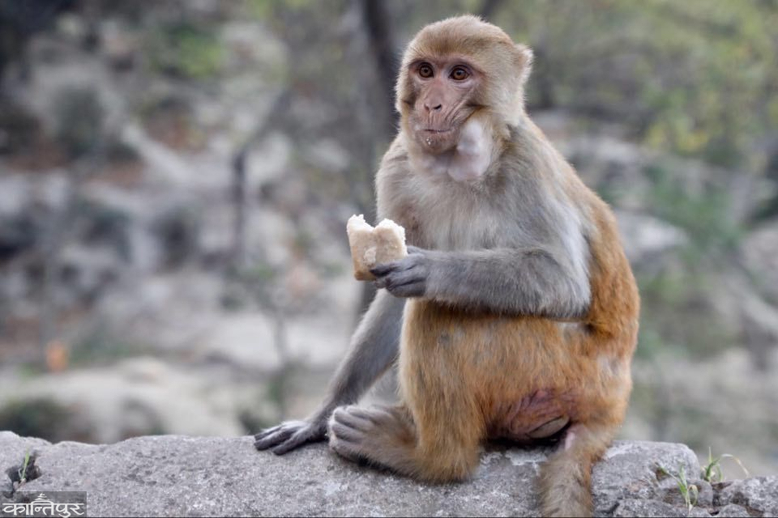 foto-reportaje-voluntarios-al-rescate-de-macacos-en-nepal-dando-de-comer-a-los-monos1.jpg