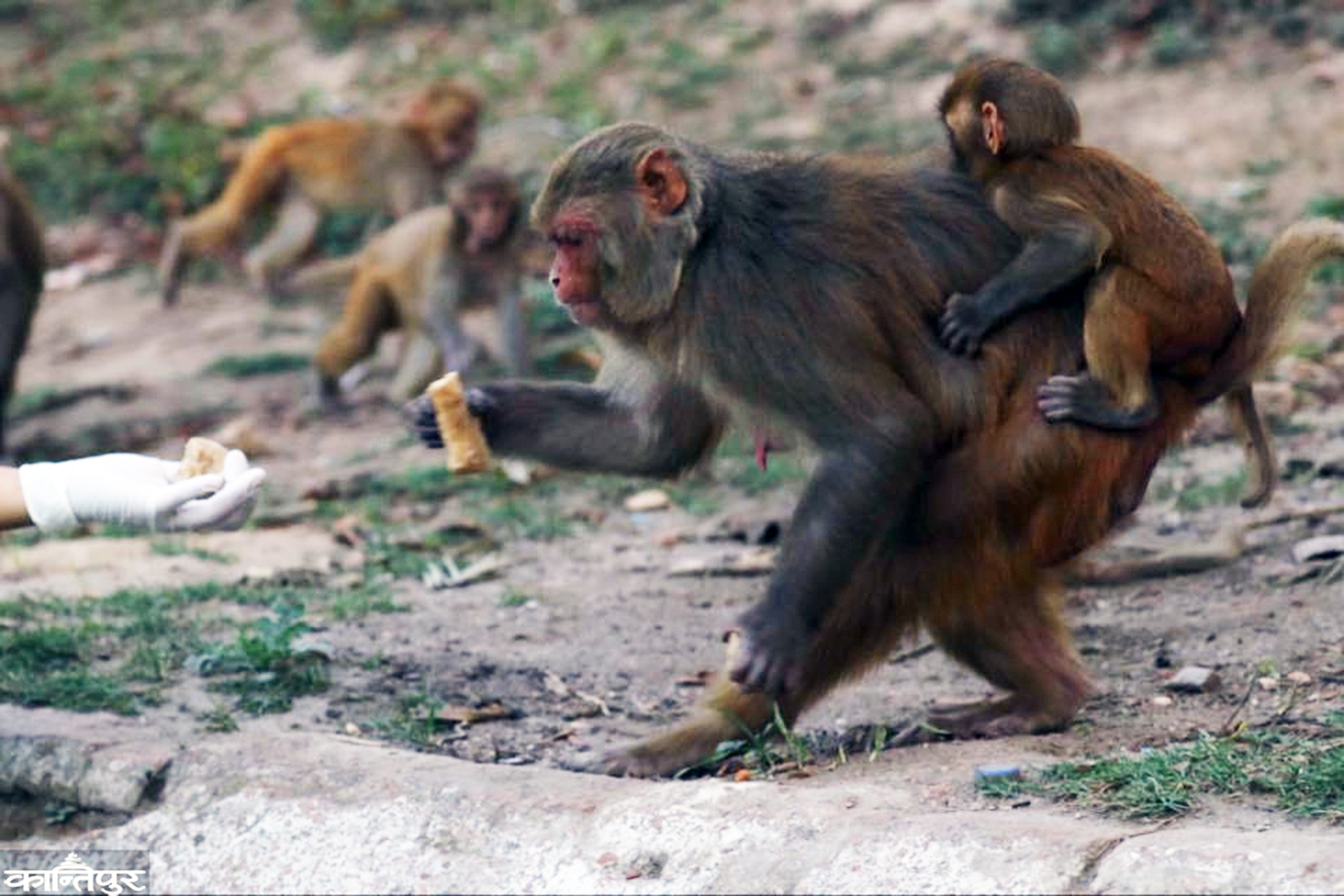 foto-reportaje-voluntarios-al-rescate-de-macacos-en-nepal-dando-de-comer-a-los-monos10.jpg.jpg