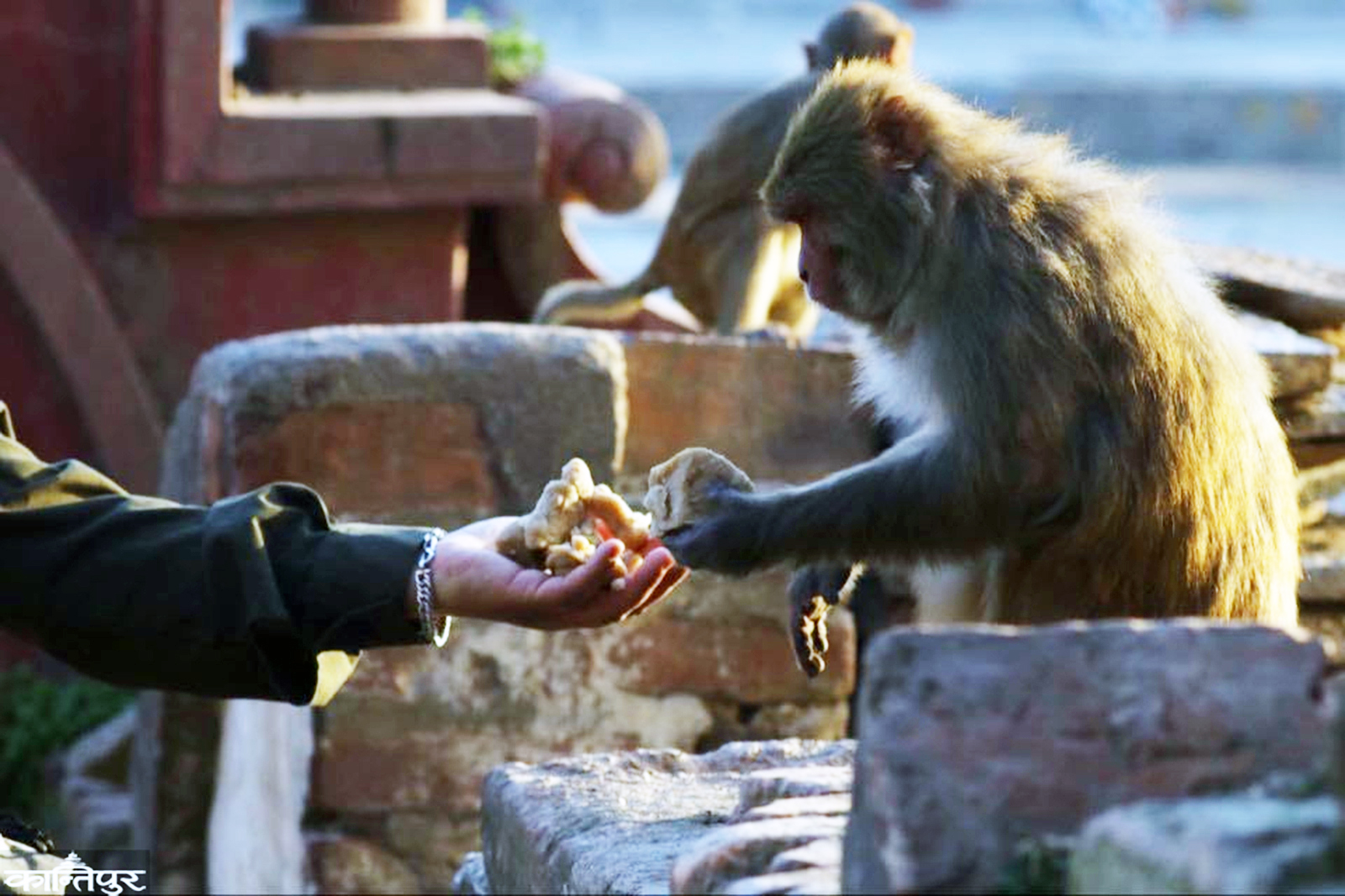 foto-reportaje-voluntarios-al-rescate-de-macacos-en-nepal-dando-de-comer-a-los-monos11.jpg.jpg