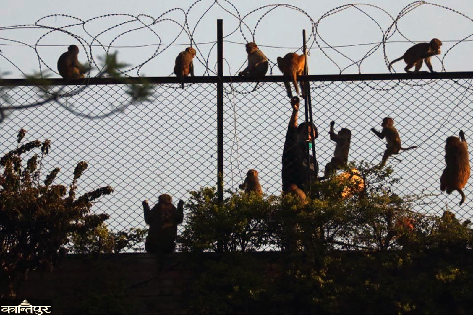 foto-reportaje-voluntarios-al-rescate-de-macacos-en-nepal-dando-de-comer-a-los-monos13.jpg.jpg