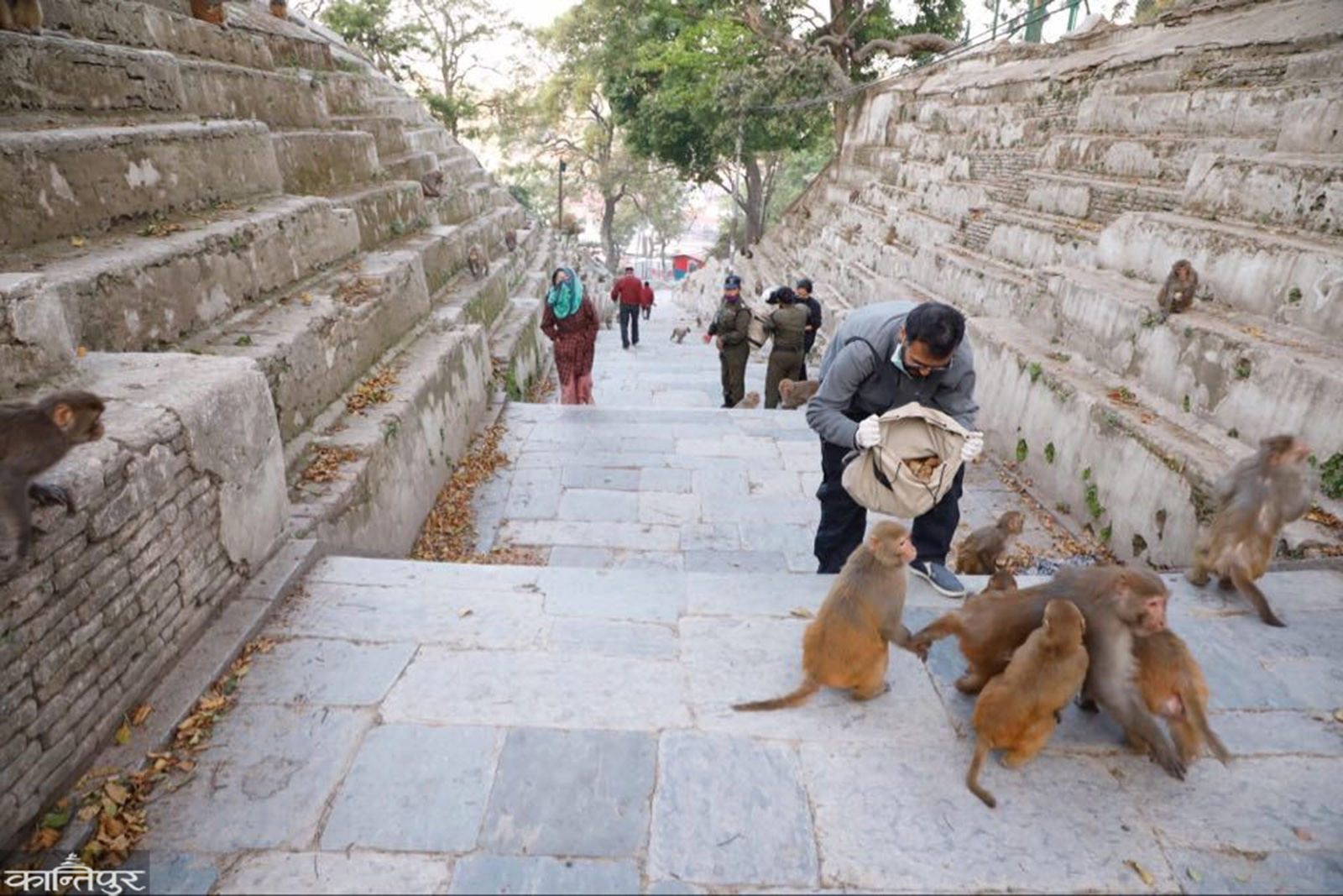 foto-reportaje-voluntarios-al-rescate-de-macacos-en-nepal-dando-de-comer-a-los-monos3.jpg.jpg