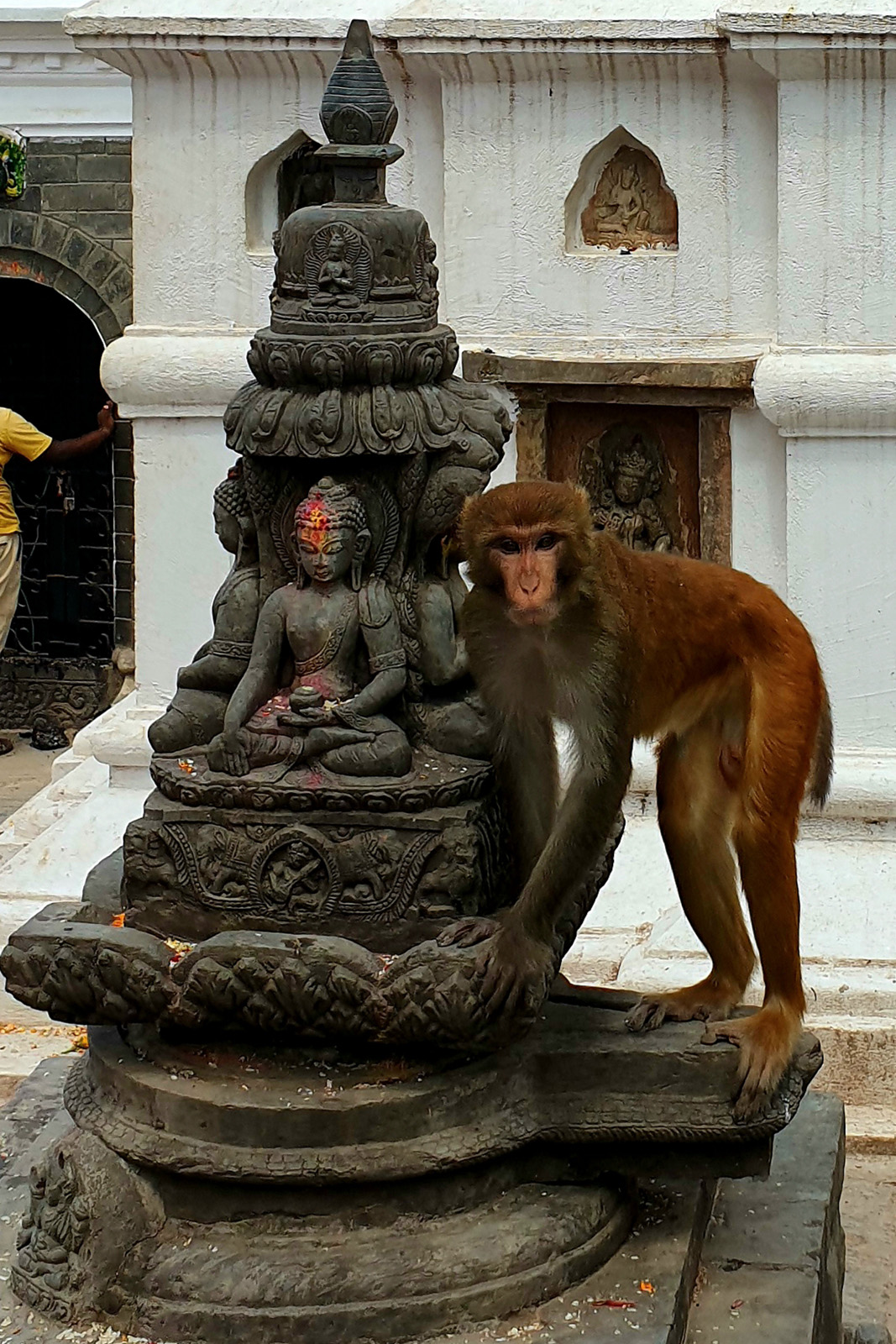 foto-reportaje-voluntarios-al-rescate-de-macacos-en-nepal-macaco-junto-a-estatua-en-templo.jpg