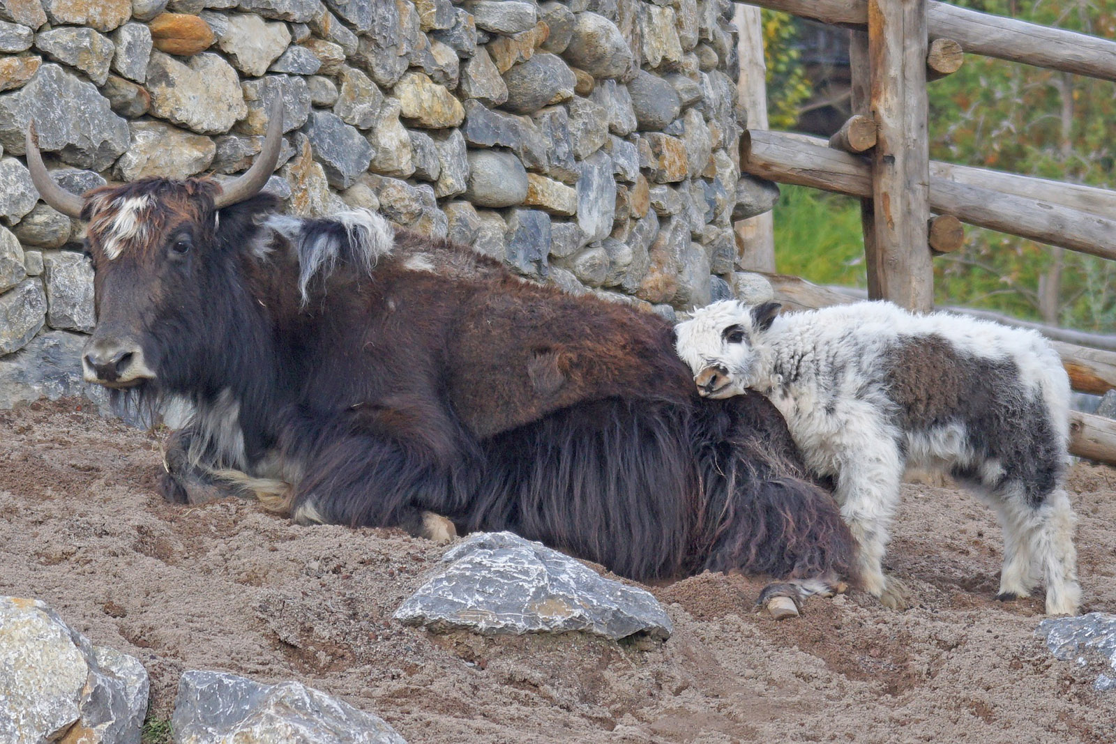 foto-reportaje-voluntarios-al-rescate-de-macacos-en-nepal-yak-con-cria.jpg