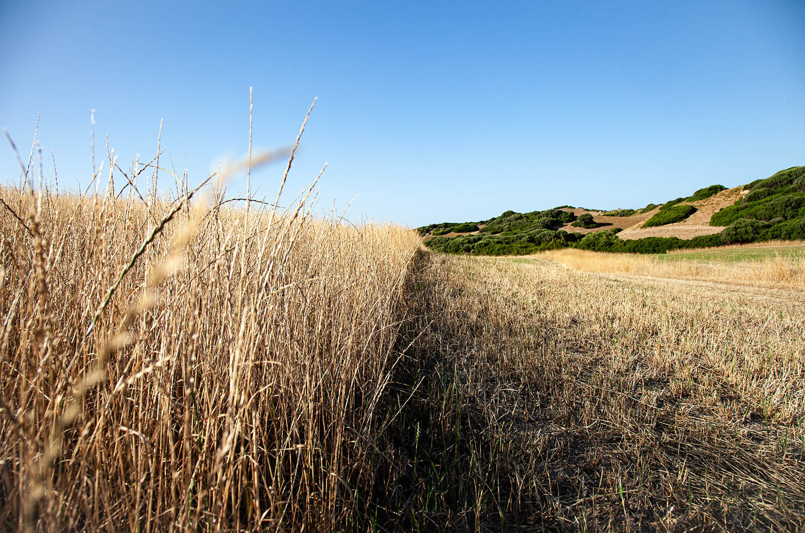 foto4-lugares de aventura-como descubrir los secretos mejor guardados y autenticos de menorca-campo paja-julia-miralles.jpg