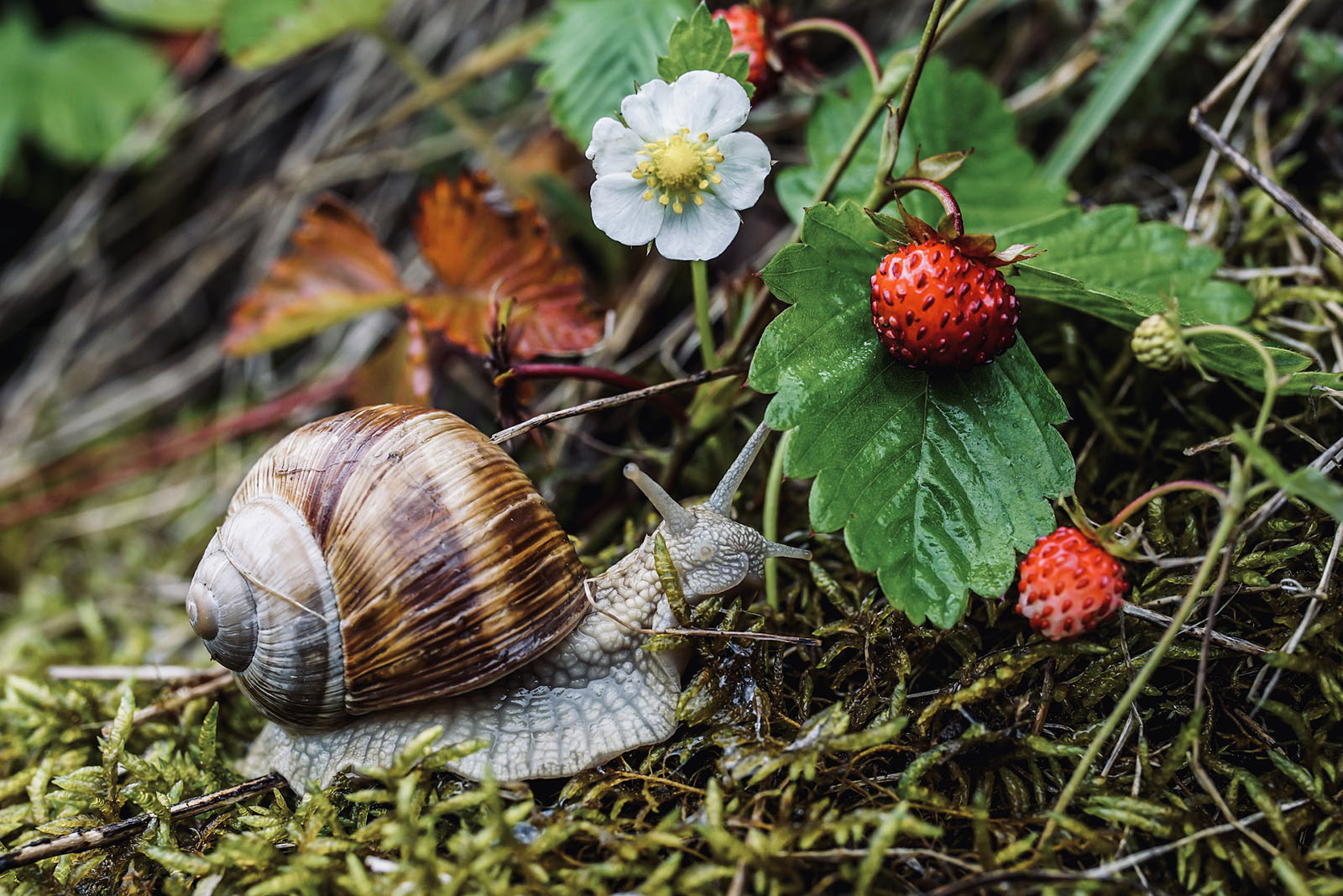 fresas-caracol-pixabay.jpg