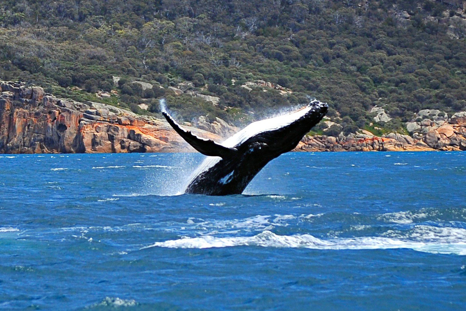 freycinet-experience-walk-en-busca-del-demonio-de-tasmania.jpg 