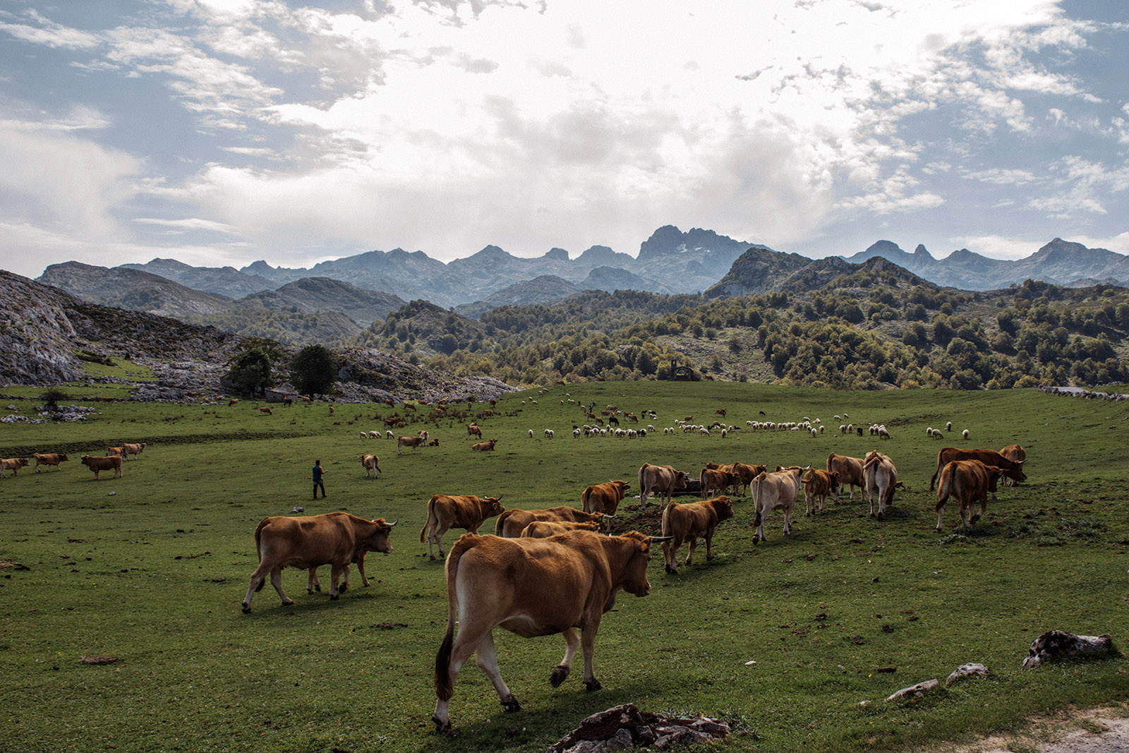 ganadería-Onis -©-turismo-asturias-pelayo-lacazette.jpg 