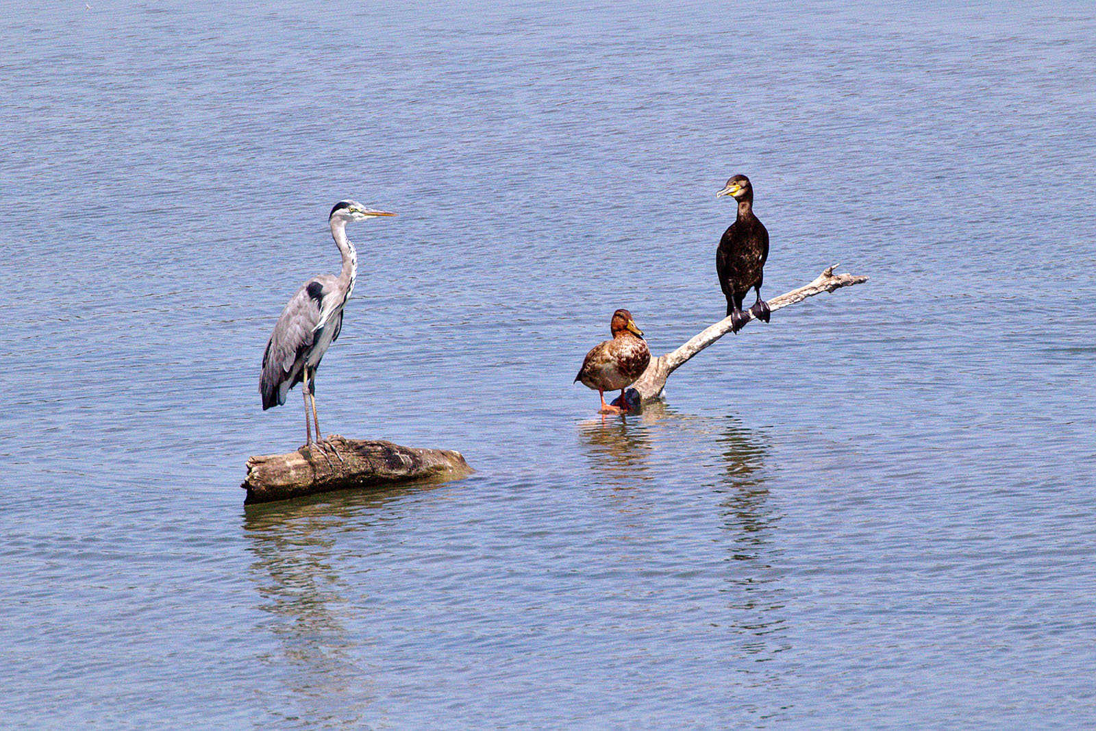 garza-pato-cormoran-ivars-vila-sana.jpg 